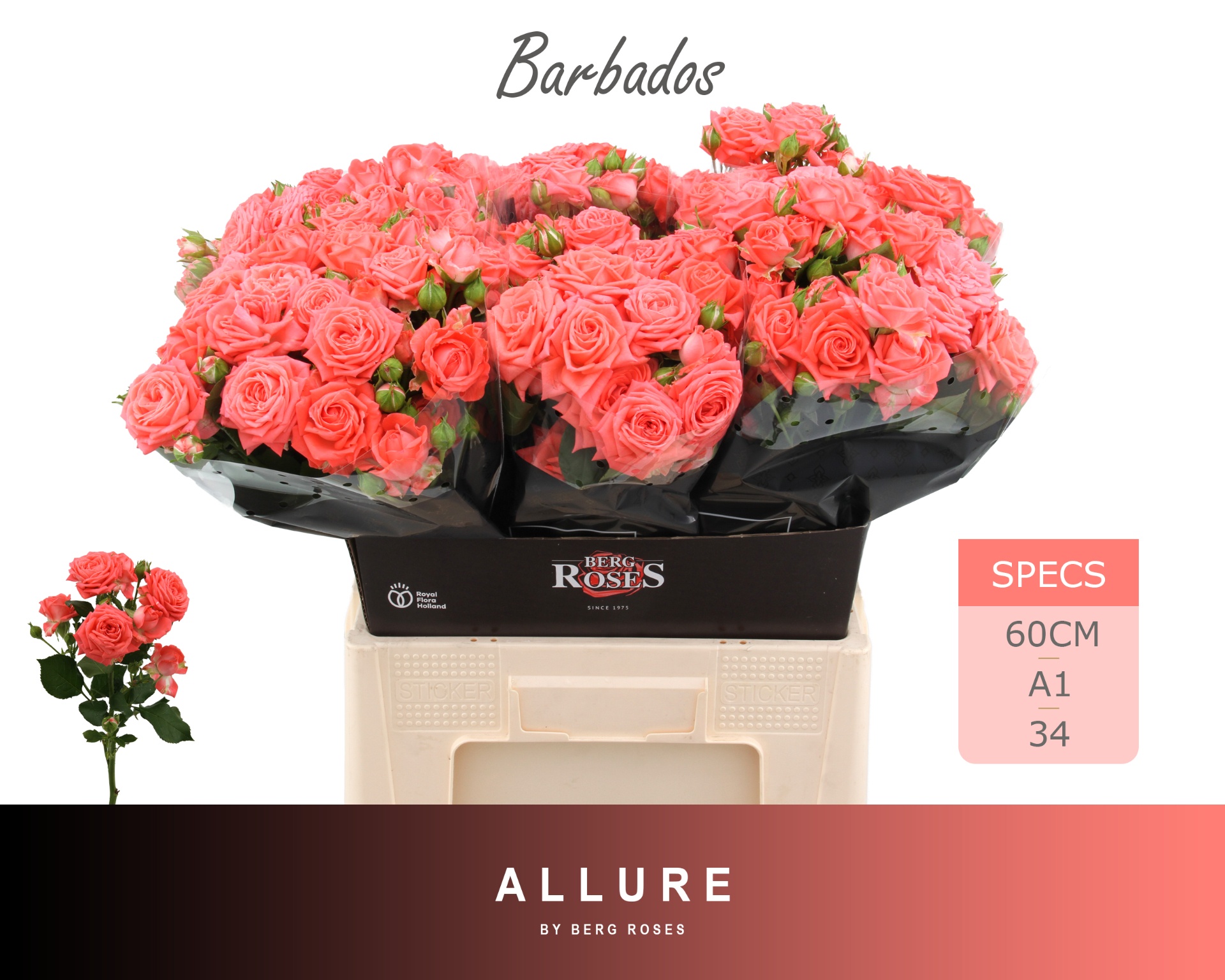Rosa Spr Barbados 60cm