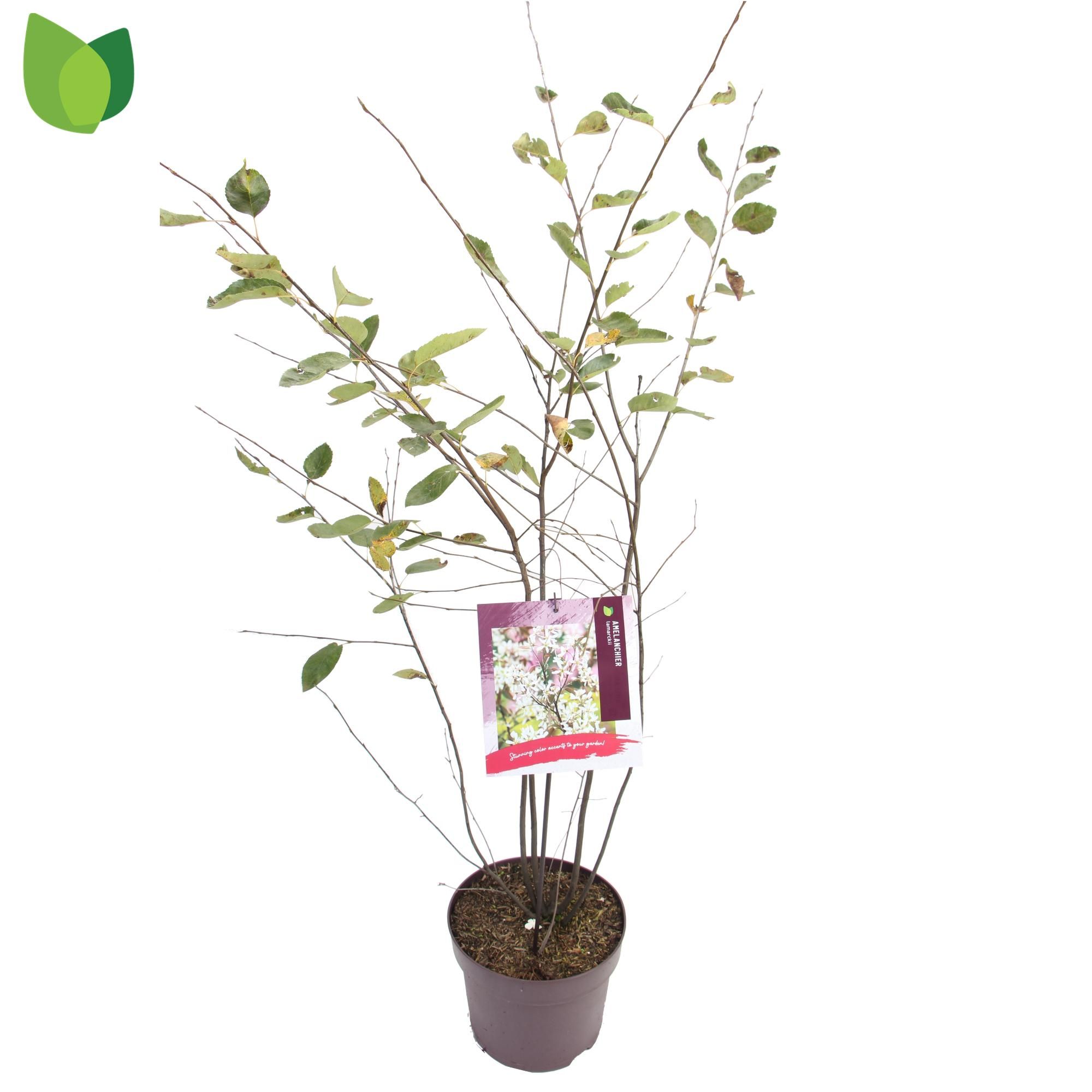 Amelanchier lamarckii