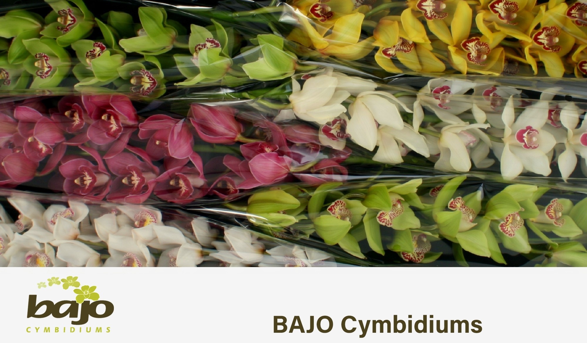 Cymbidium Asst 13bl
