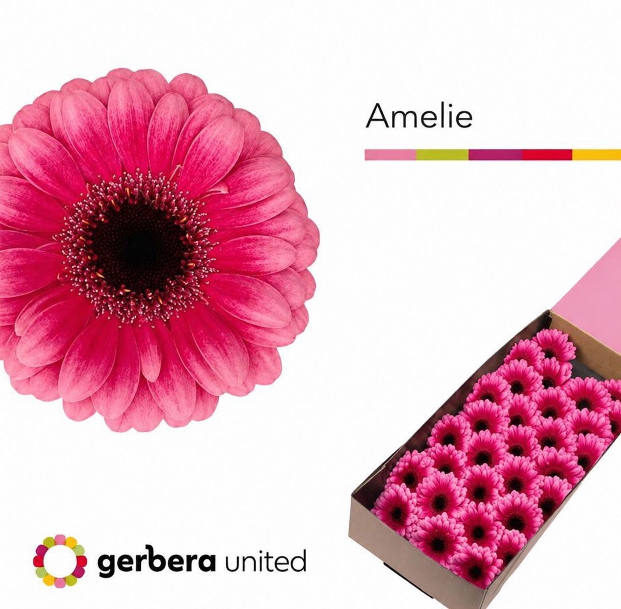 Germini Amelie Doos