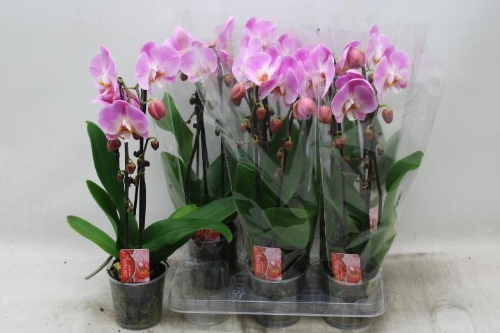 Phal El Cascade 12Ø 45cm