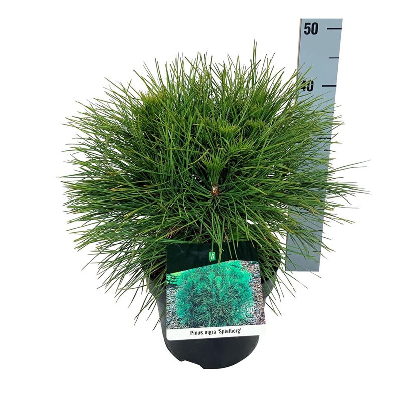 Picture of Pinus nigra 'Spielberg'