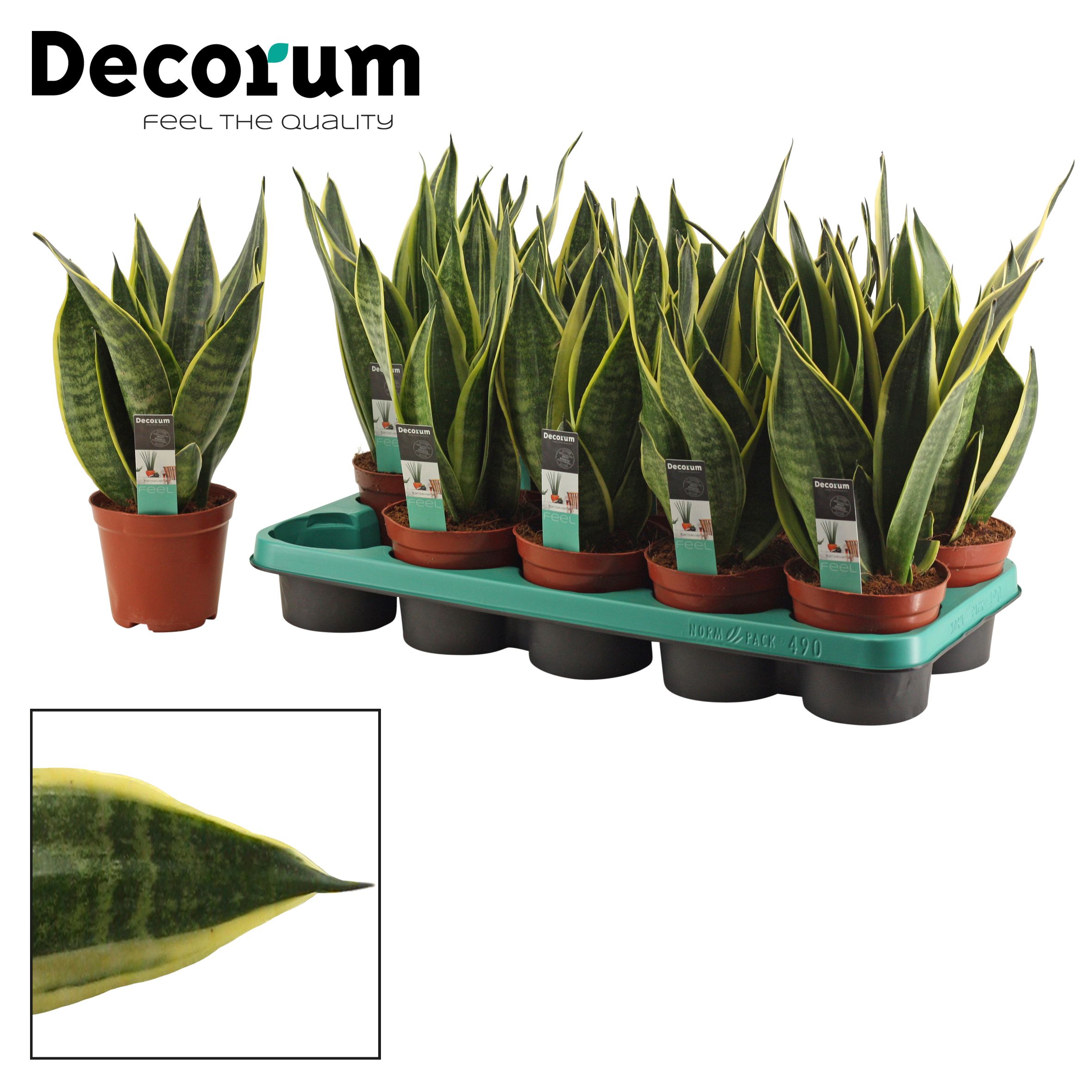 xxl strelitzia nicolai Strelitzia Nicolai – Foliage Dreams main image 1