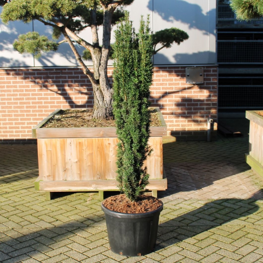 Picture of Taxus baccata Fast. Robusta C65 130/140