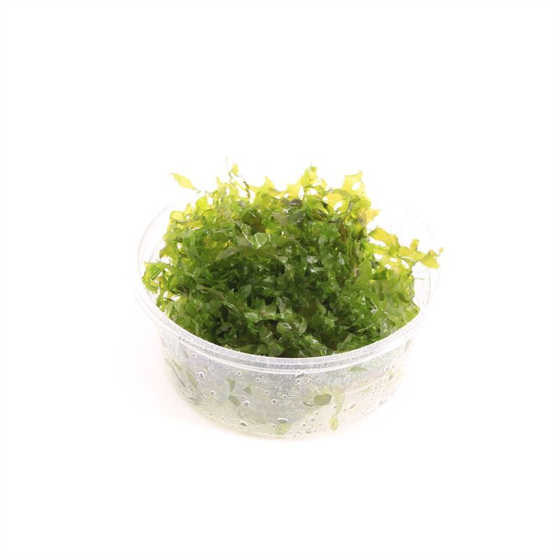Lomariopsis lineata (Cup 80 cc)