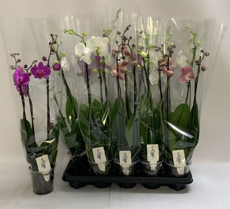 Phal Gem 12P 70H 3TAK 20bloem 12bloei