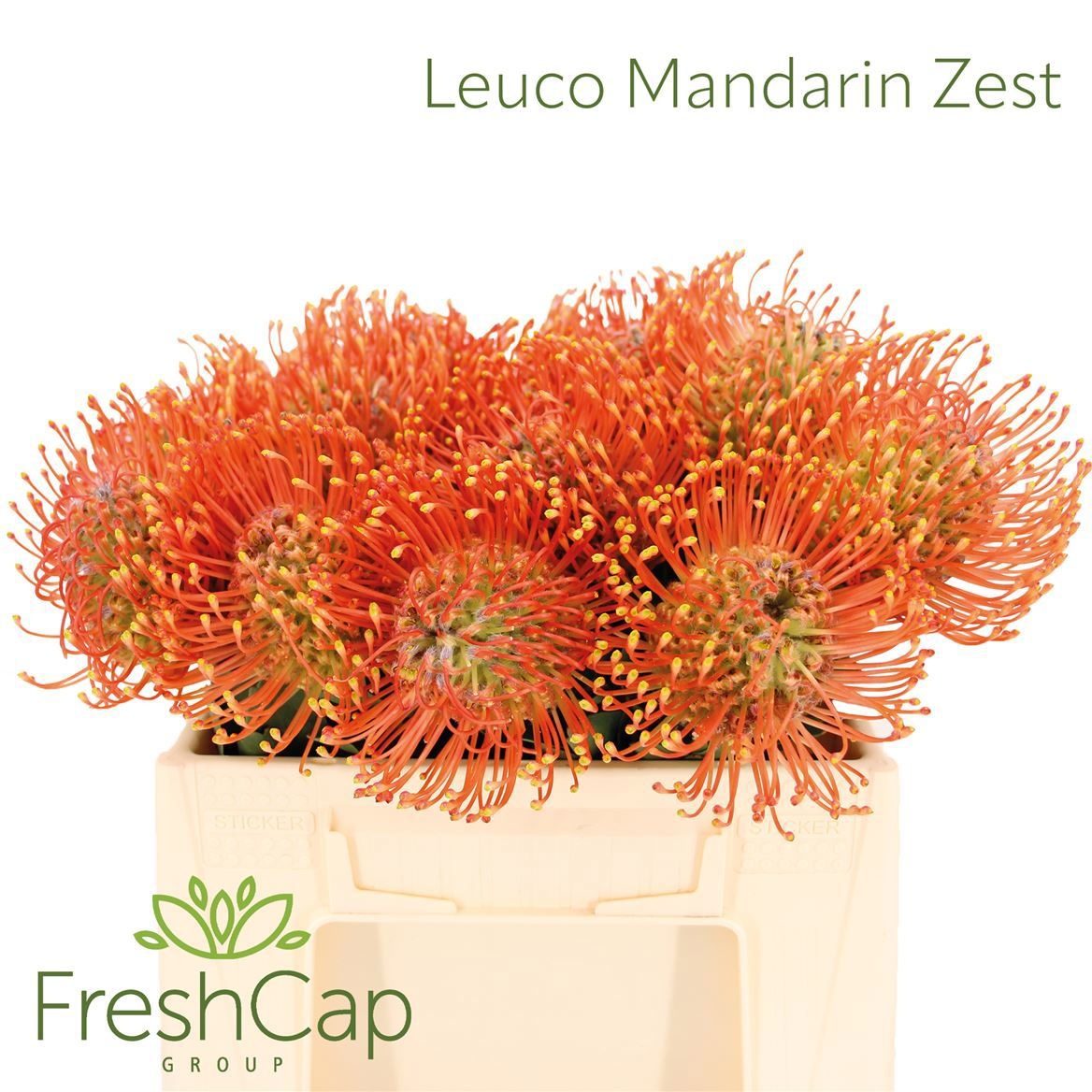 Leuco Ayoba Man Zest 35cm
