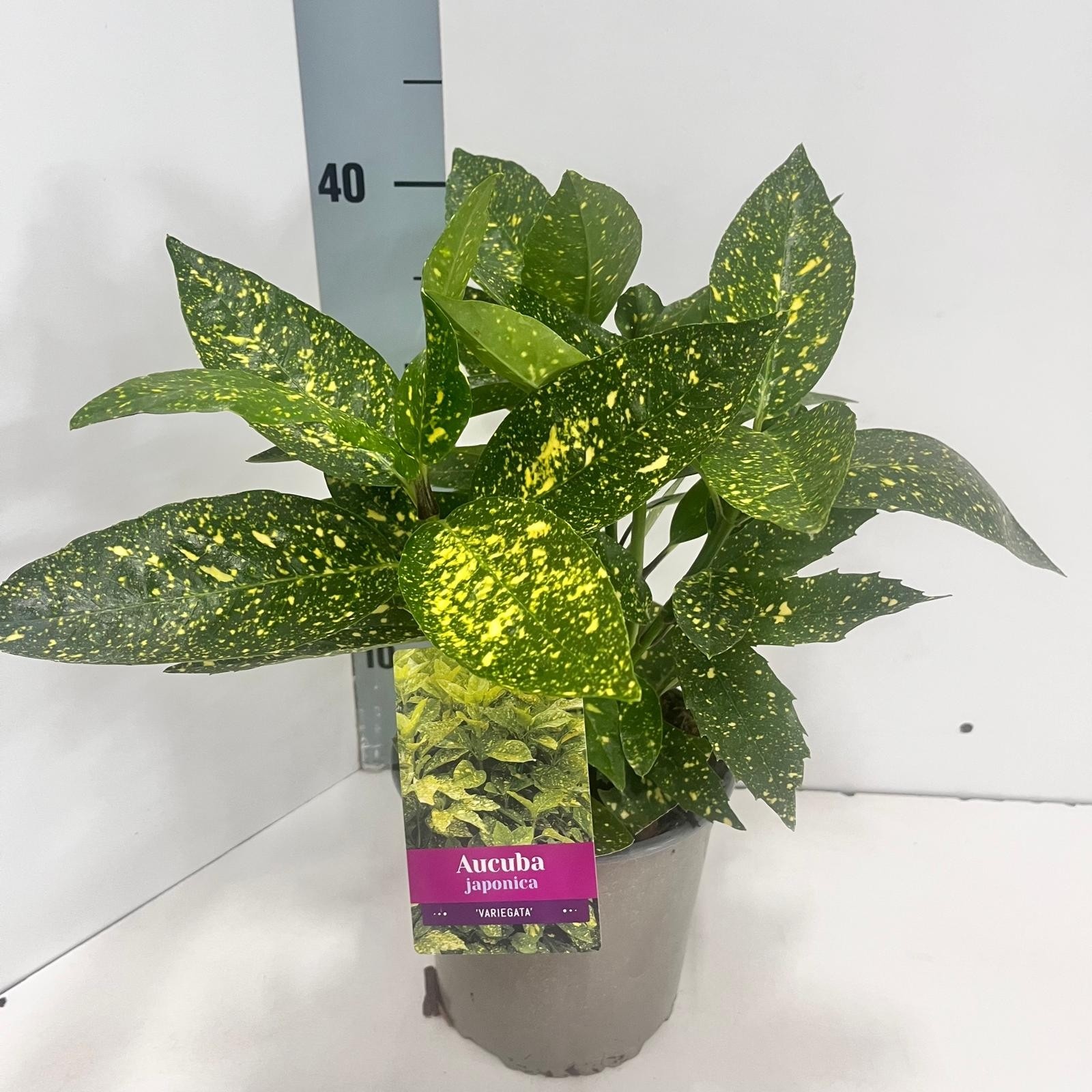Picture of Aucuba japonica 'Variegata'