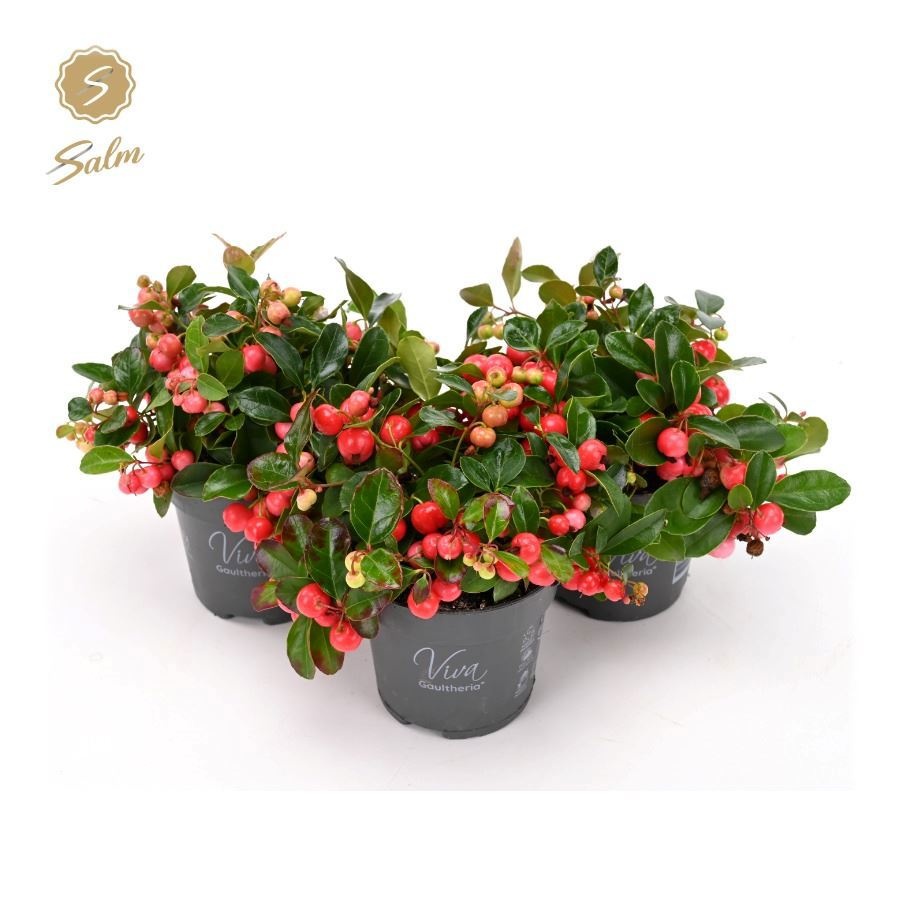 Gaultheria pr. 'Big Berry'®