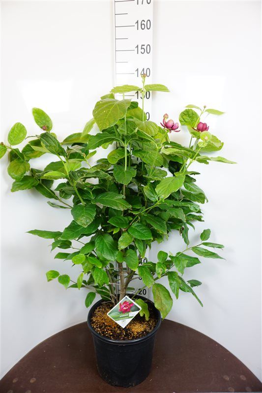 Calycanthus raulstonii 'Aphrodite'* PW
