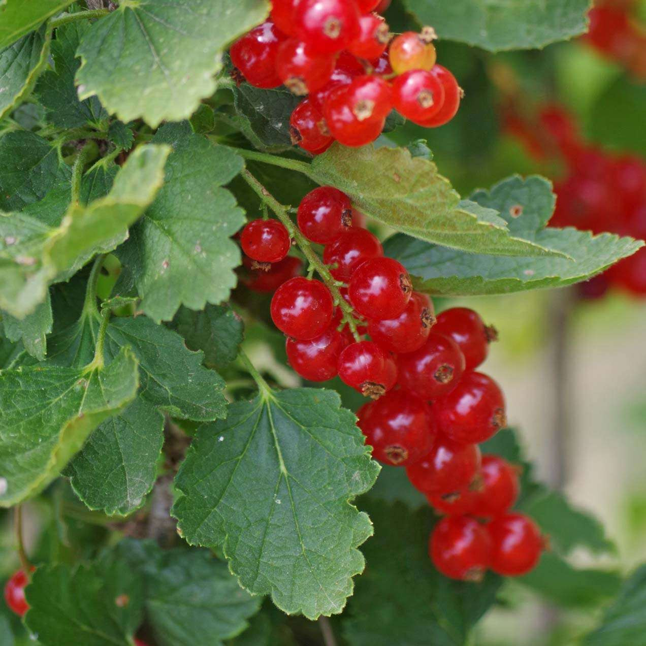 Ribes BIO Ribes rubrum 'Rosetta' DE-ÖKO-006