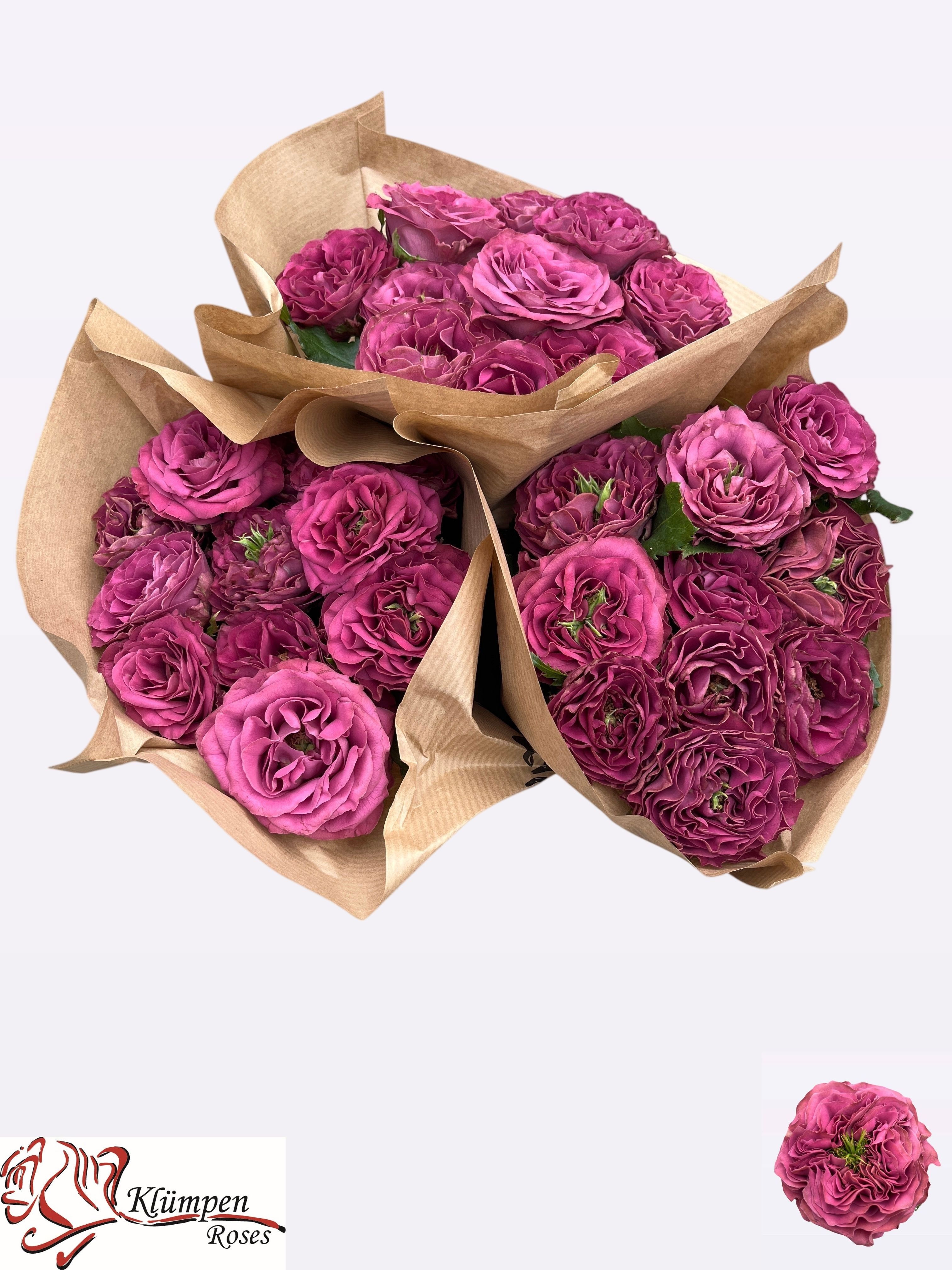 Rosa Garden Purple Delight 40cm
