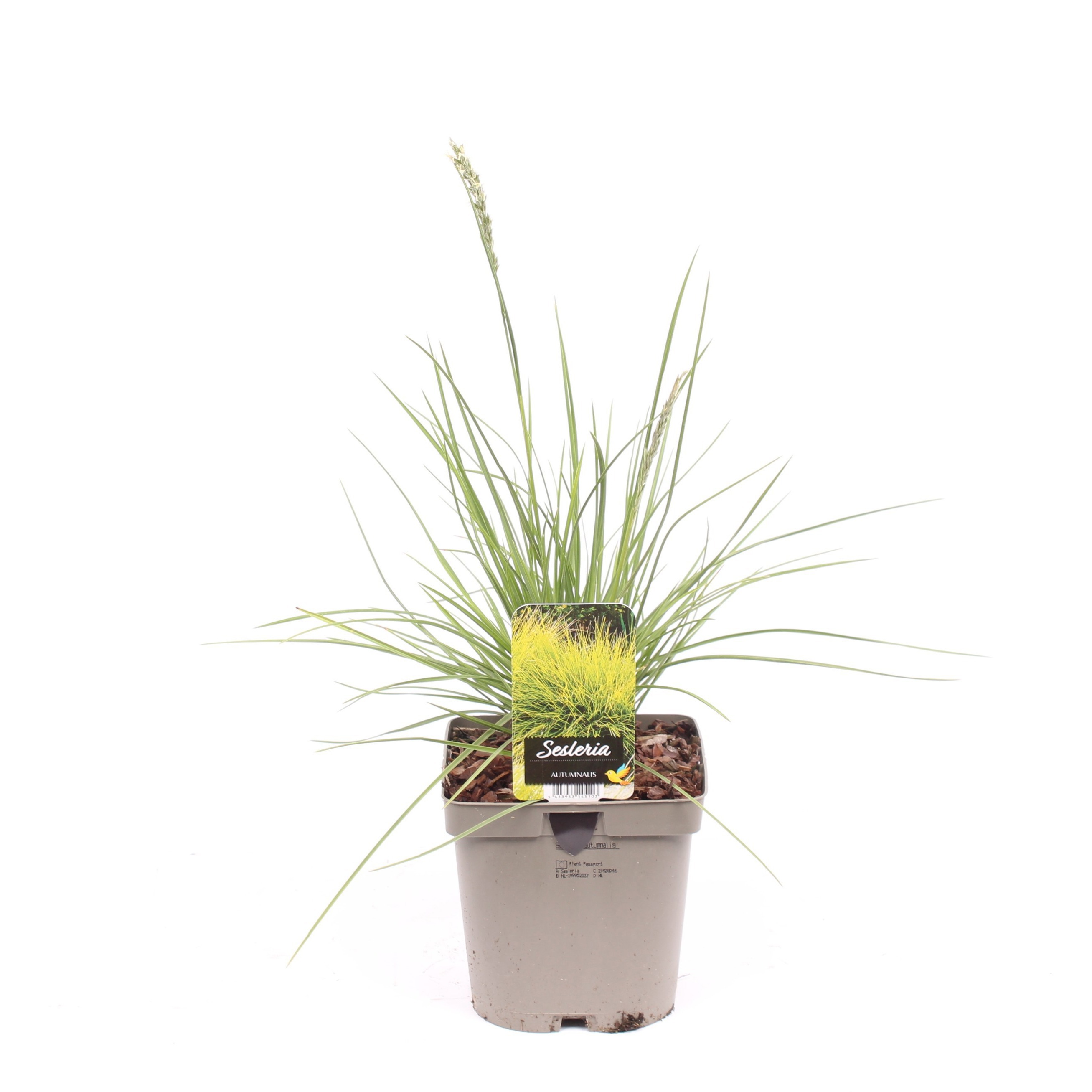 Sesleria autumnalis
