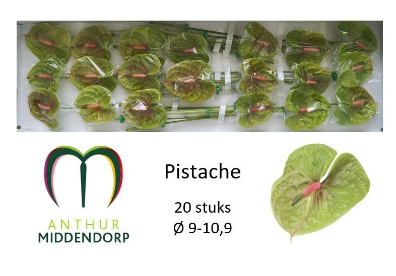 Anthurium Pistache 9Ø