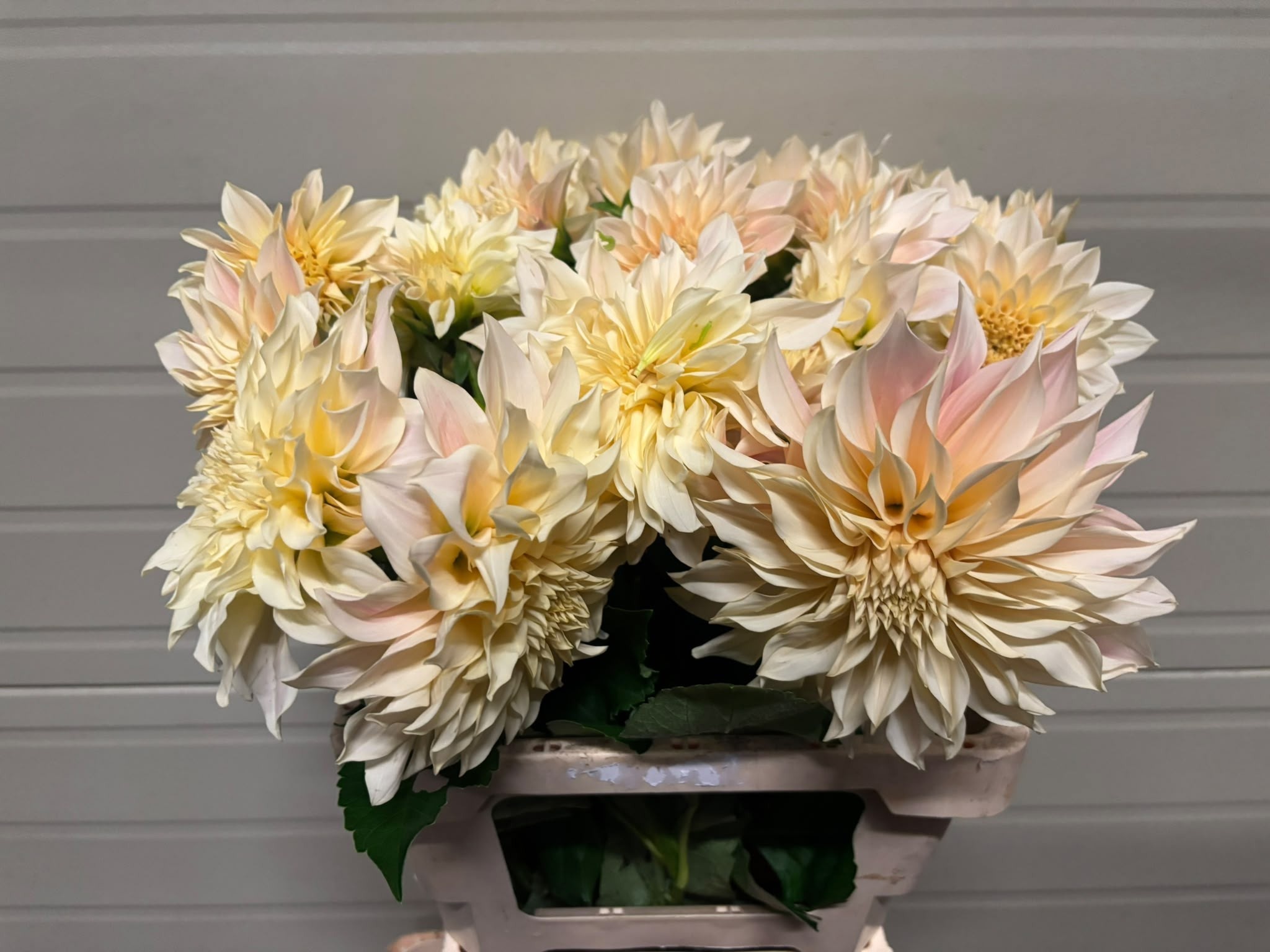 Dahlia Cafe Au Lait 50cm