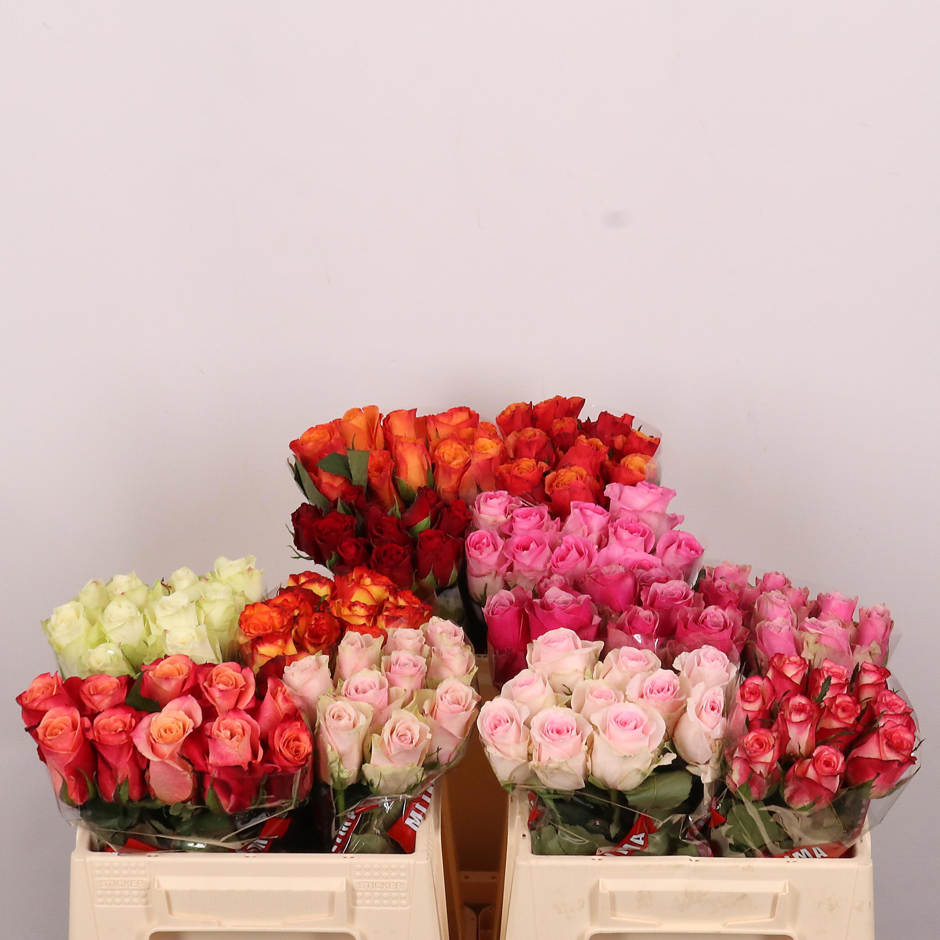 Rosa Mixed In Bucket 35cm