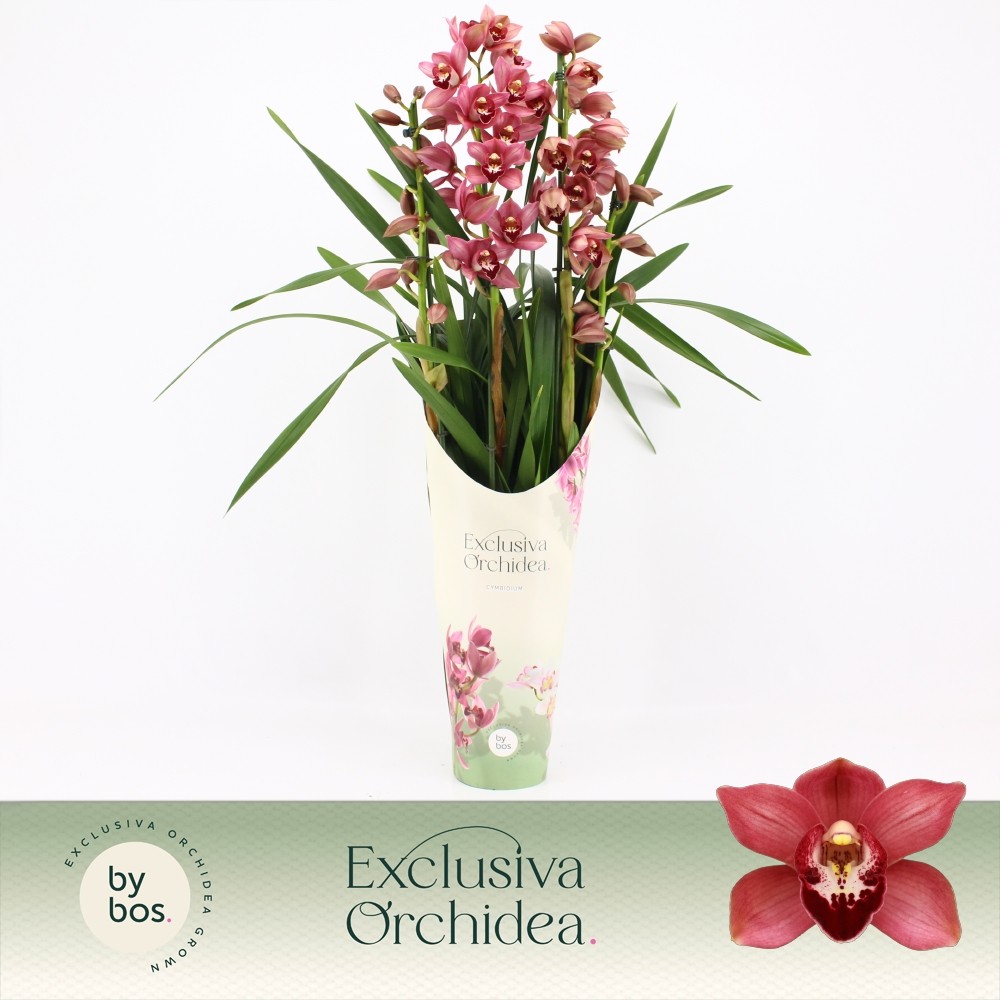 Picture of Cymbidium hybrid Jolly Red 4-Spikes Exclusiva Orchidea Potcover P14 70CM