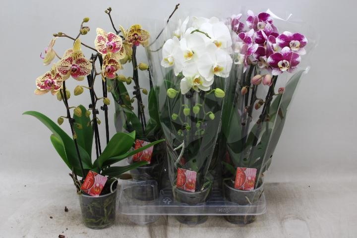 Phal El Cascade 12Ø 45cm