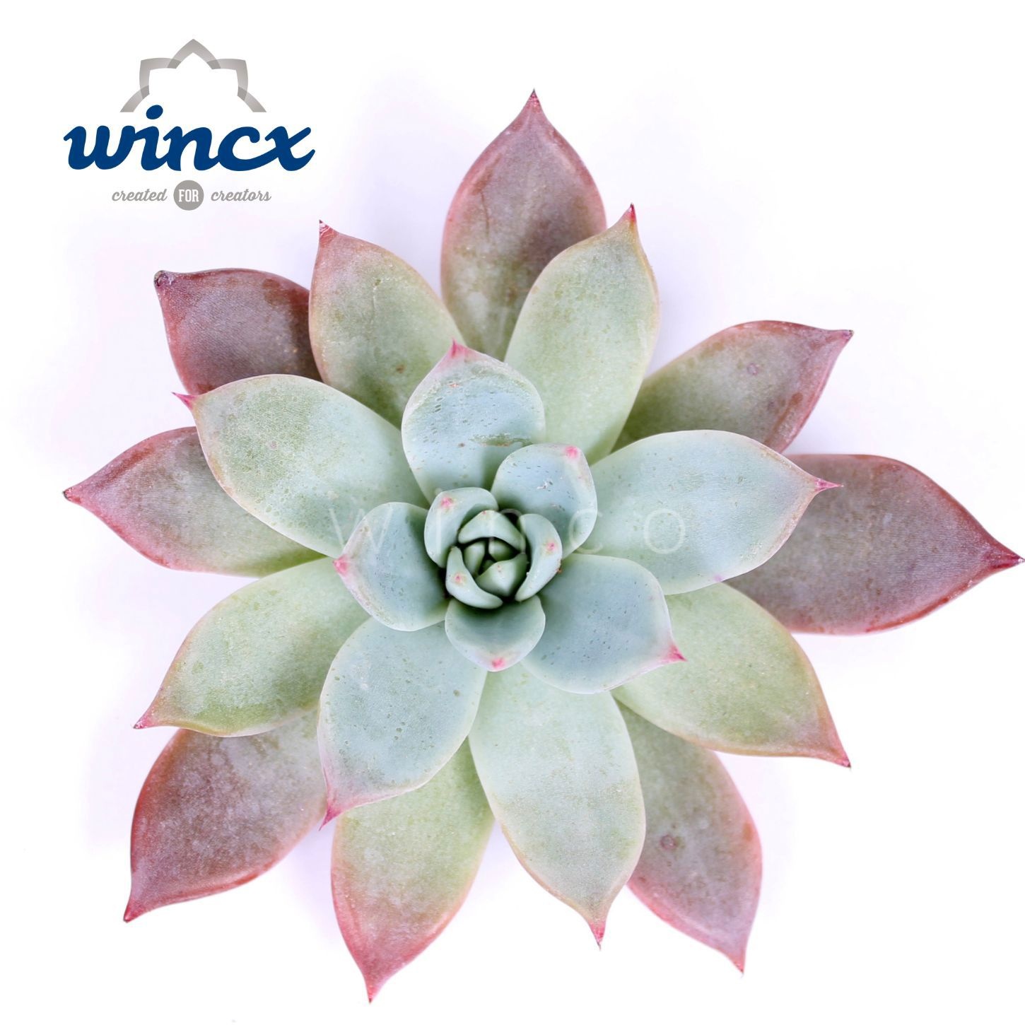 Echeveria Colorata Brandtii Cutflower