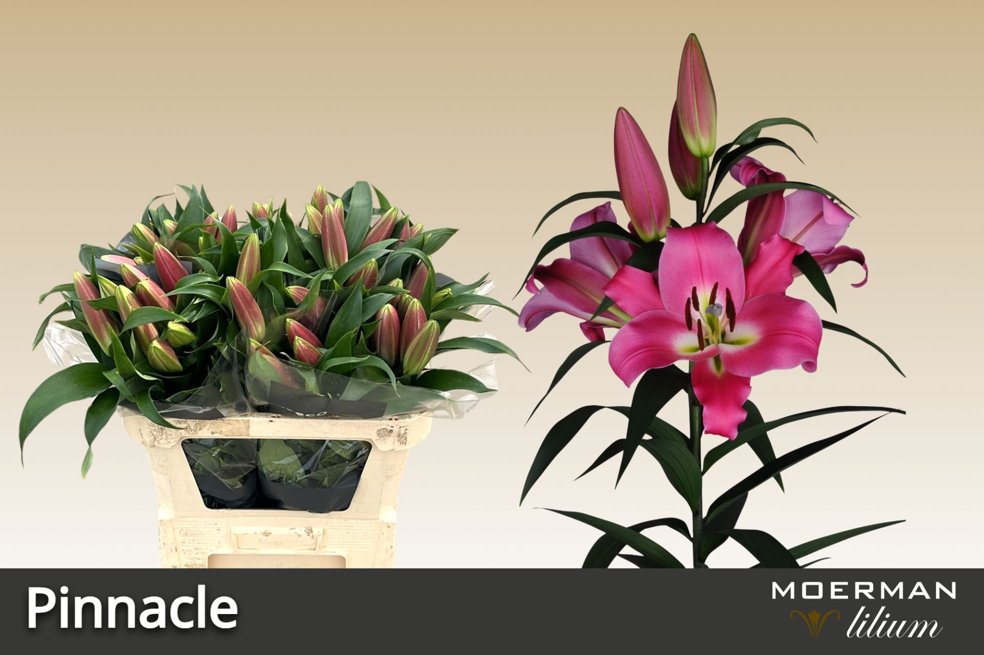 Lilium Ot Pinnacle 75cm 2/4bl
