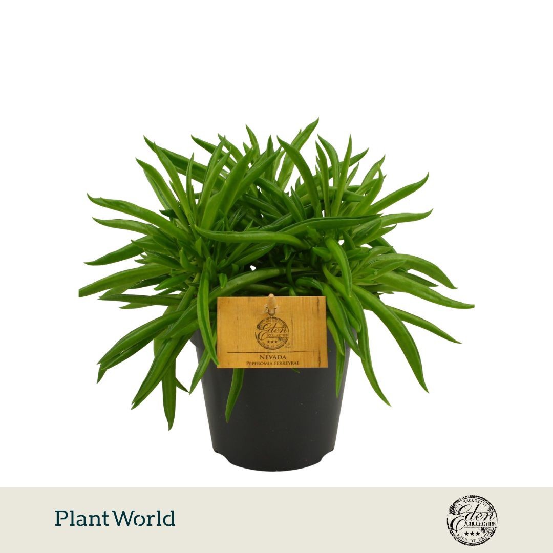 Peperomia ferreyrae Nevada