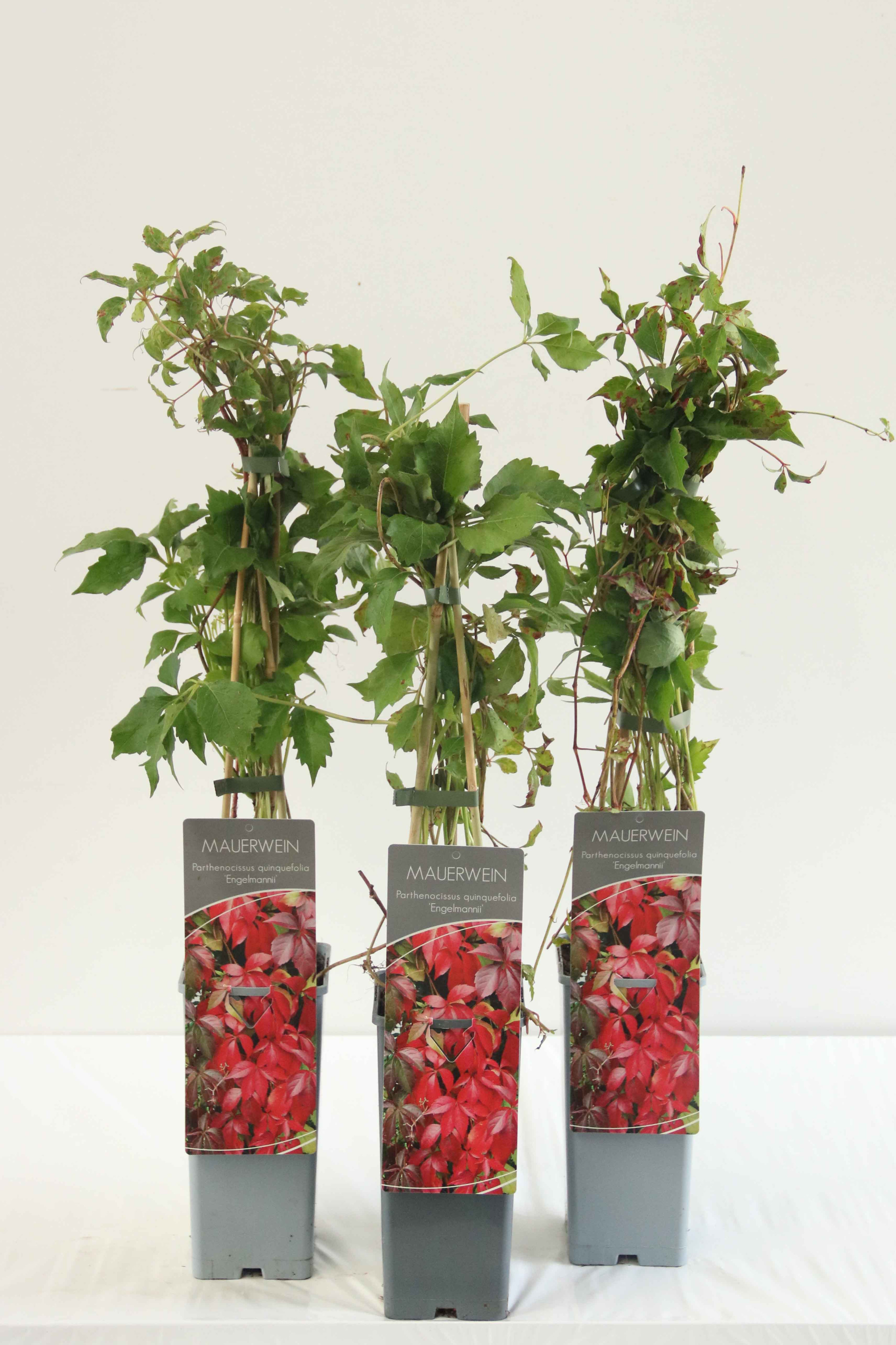 Parthenocissus quinquefolia engelmannii