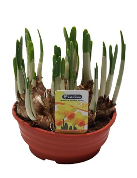 Picture of Narcissus Jetfire bowl P16 15CM