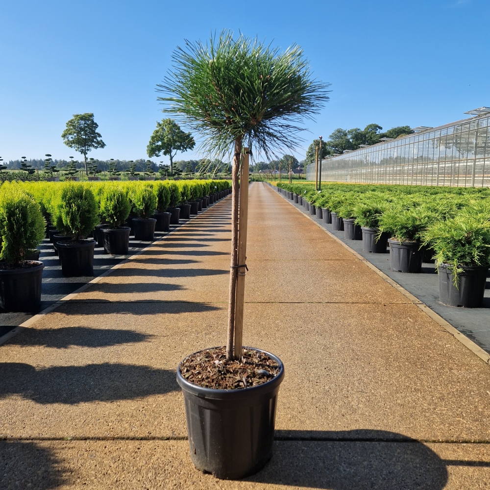 Picture of Pinus nigra Brepo C8 50/STD-25/30-HEAD