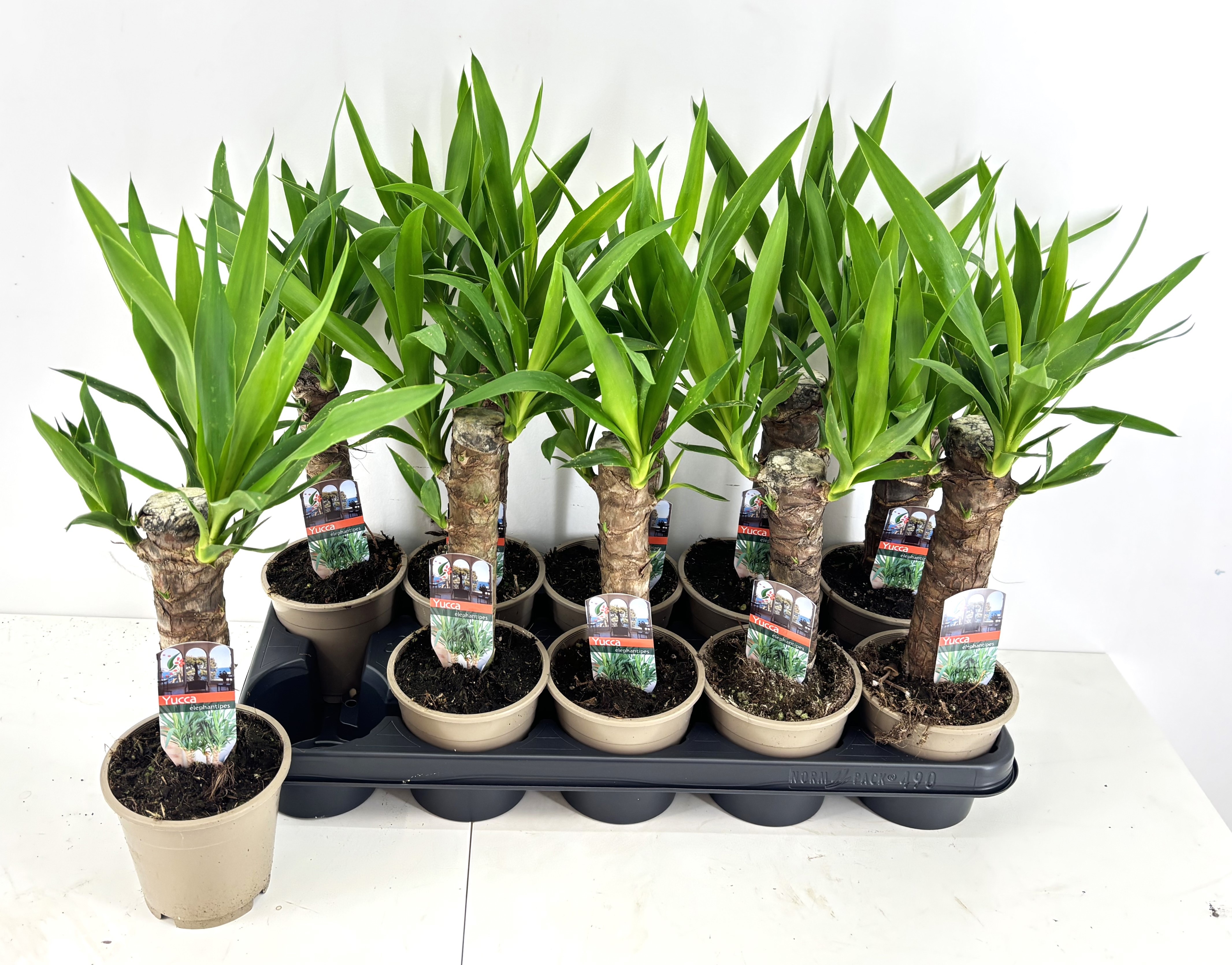 Yucca 12Ø 50cm