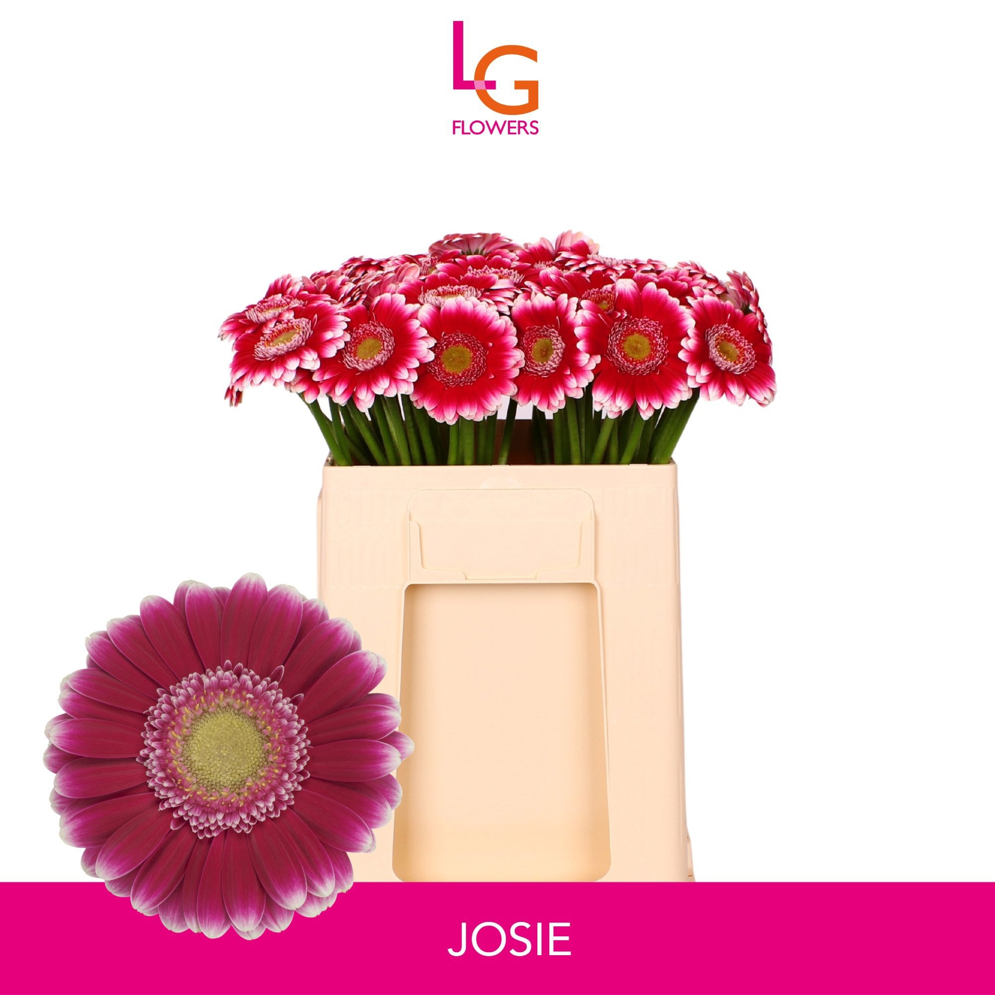 Gerbera Mini Josie
