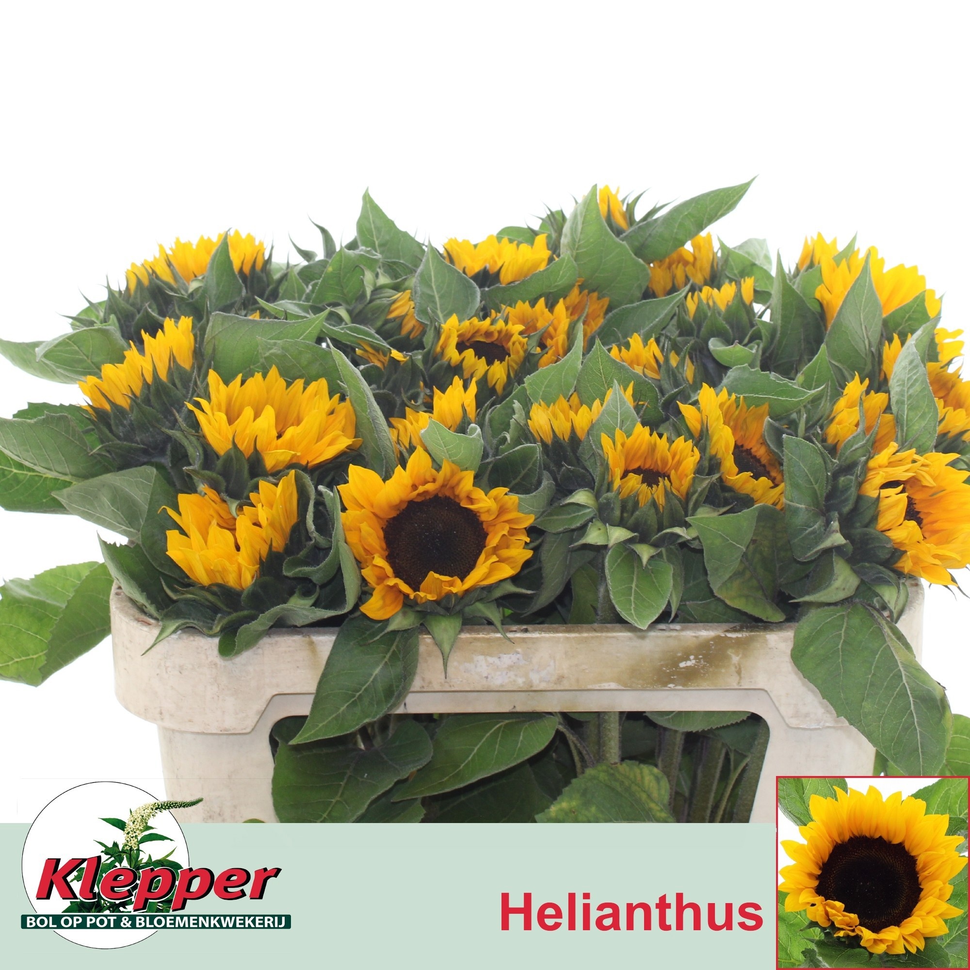 Helian An Sunrich Or