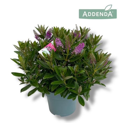 Hebe Addenda® Donna Pink P23 Hopm