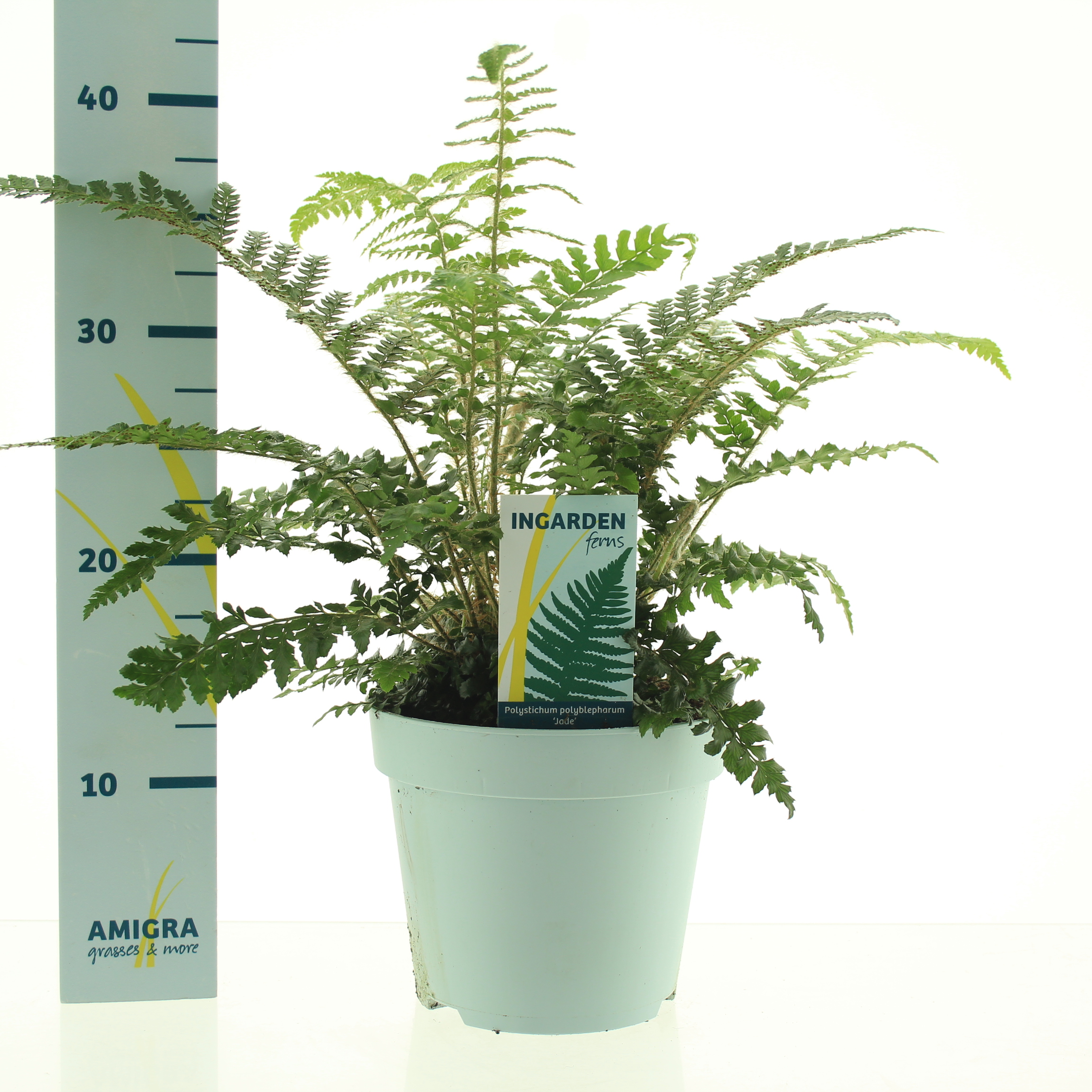 Picture of Polystichum polyblepharum Jade P17 (2 Ltr)