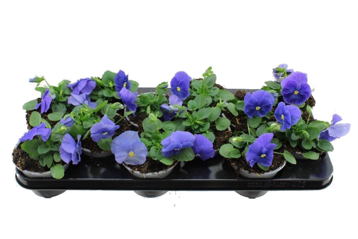 Vio Carnev Tr Blue 11Ø 20cm