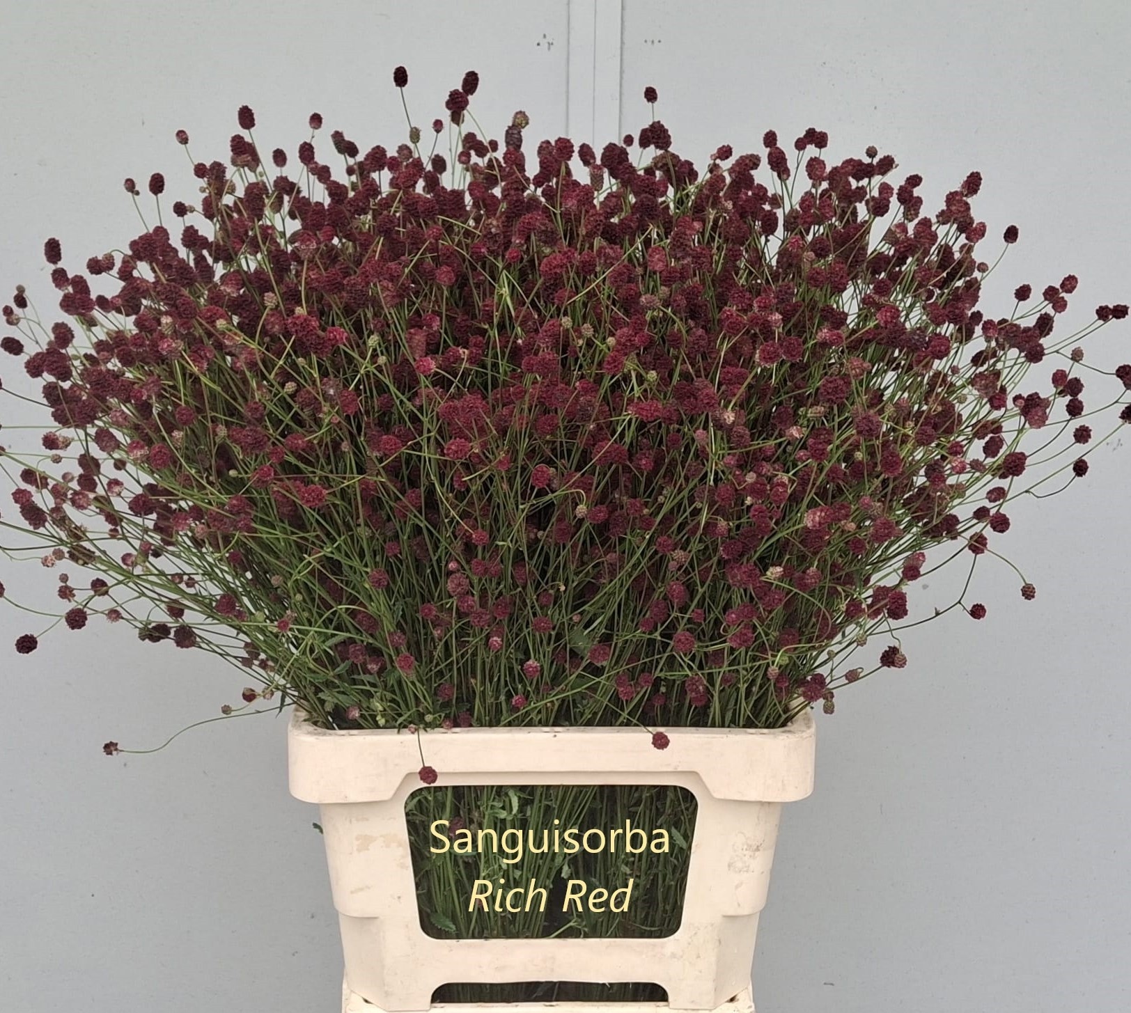 Sang Of Cayenn R Red