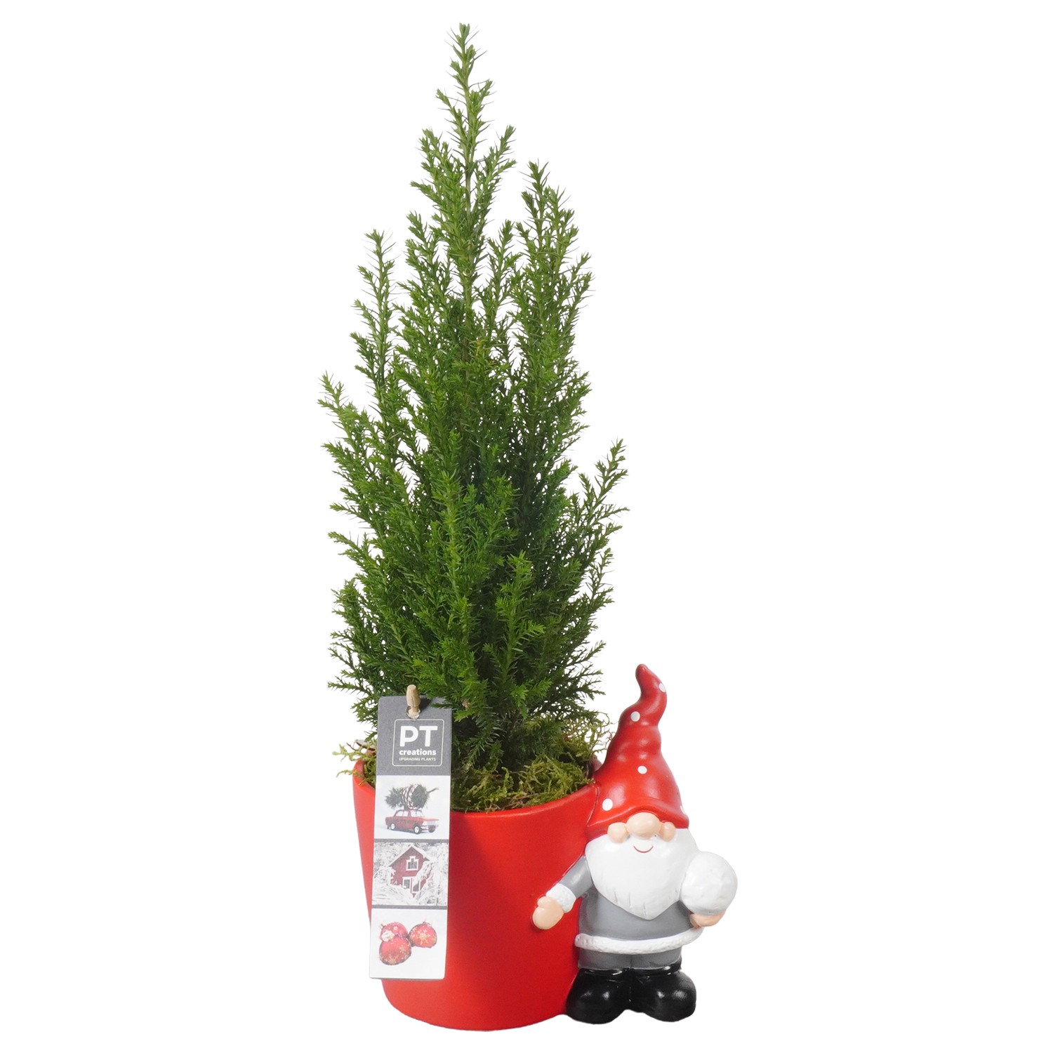 Picture of PTKB9387 Arrangement X-Mas in ceramic pot P17 40CM