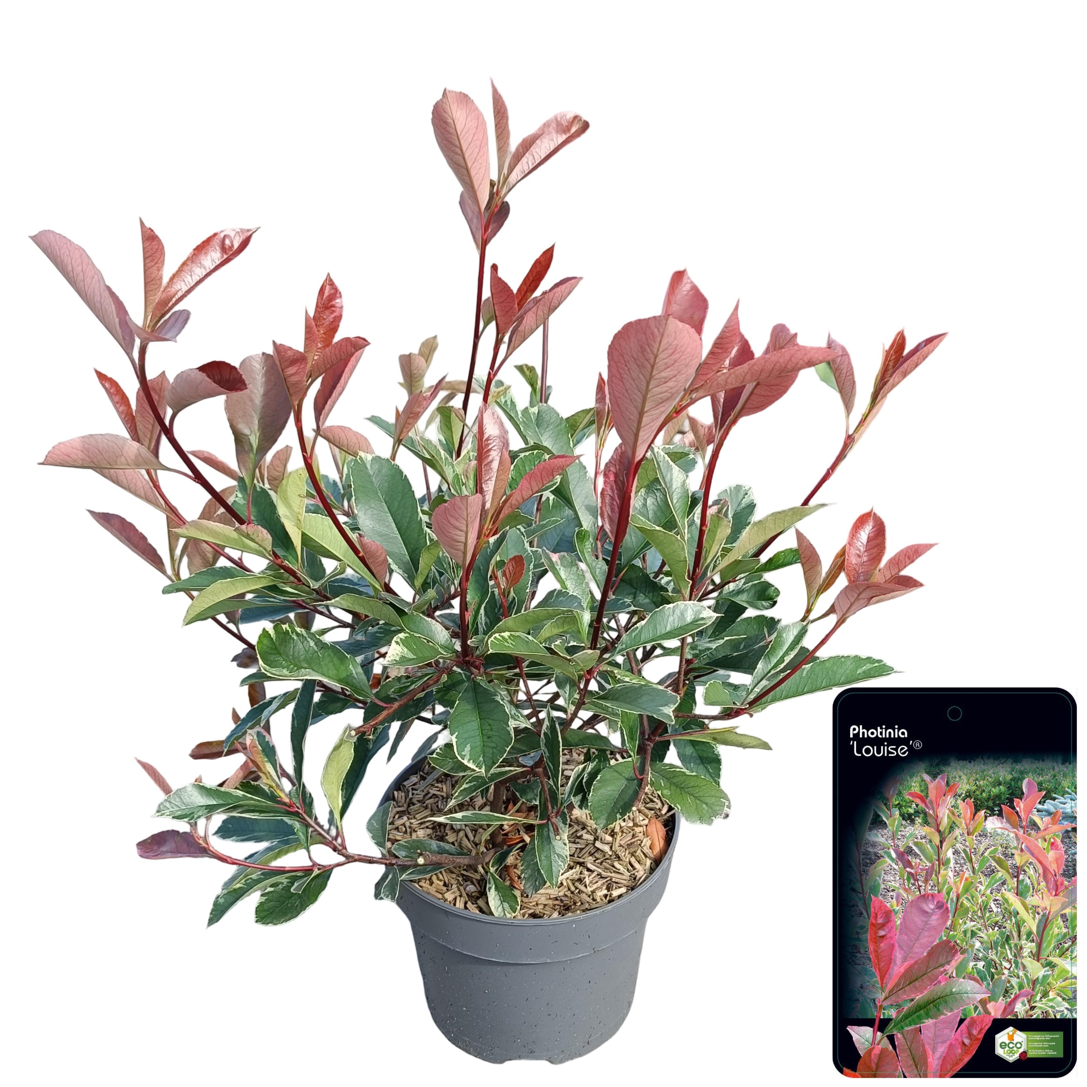 Picture of Photinia fraseri 'Louise'® C5
