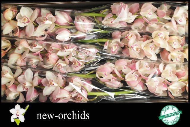 Cymbidium Summer Magic Pink 12/15bl