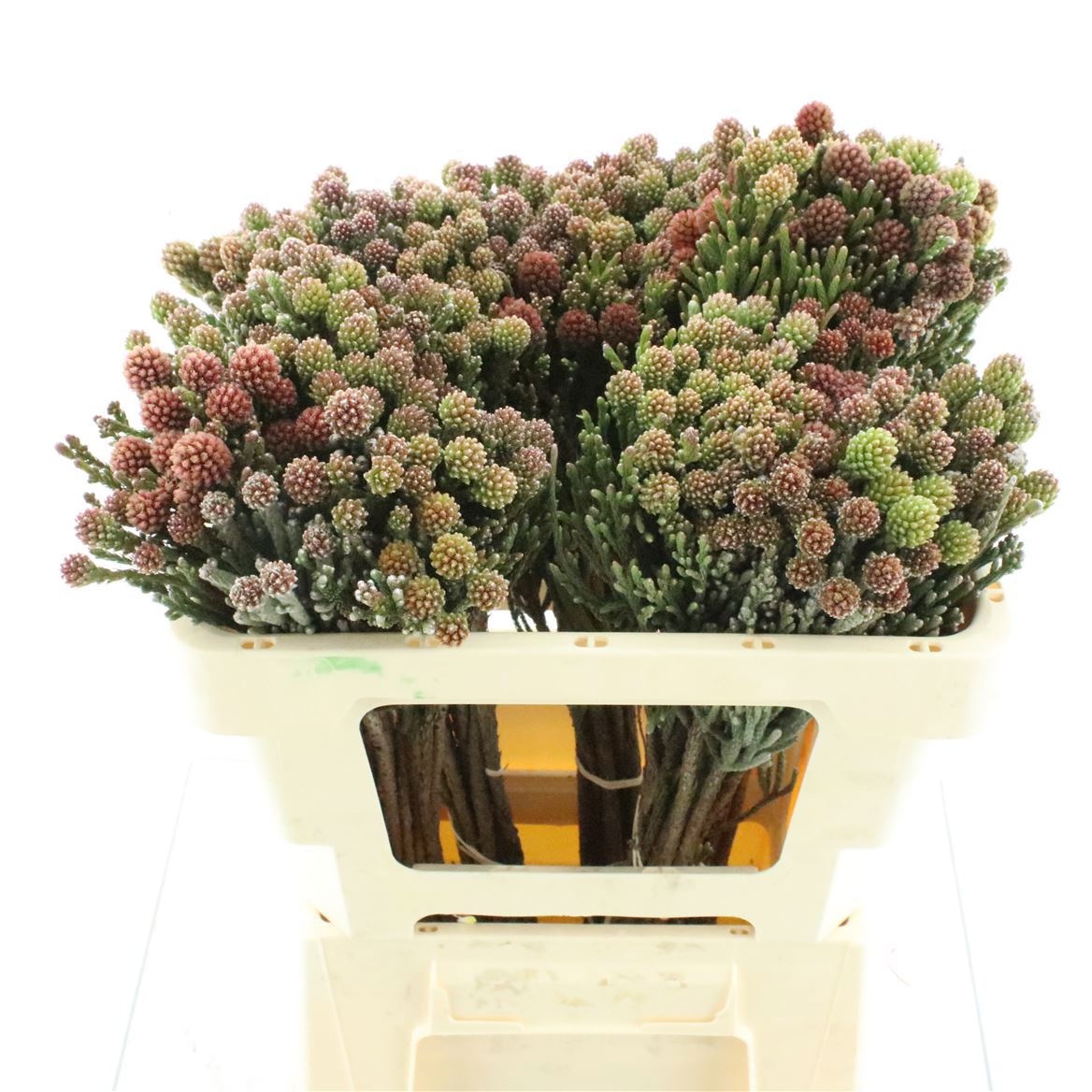 Cape Green (BERZELIA) 50cm
