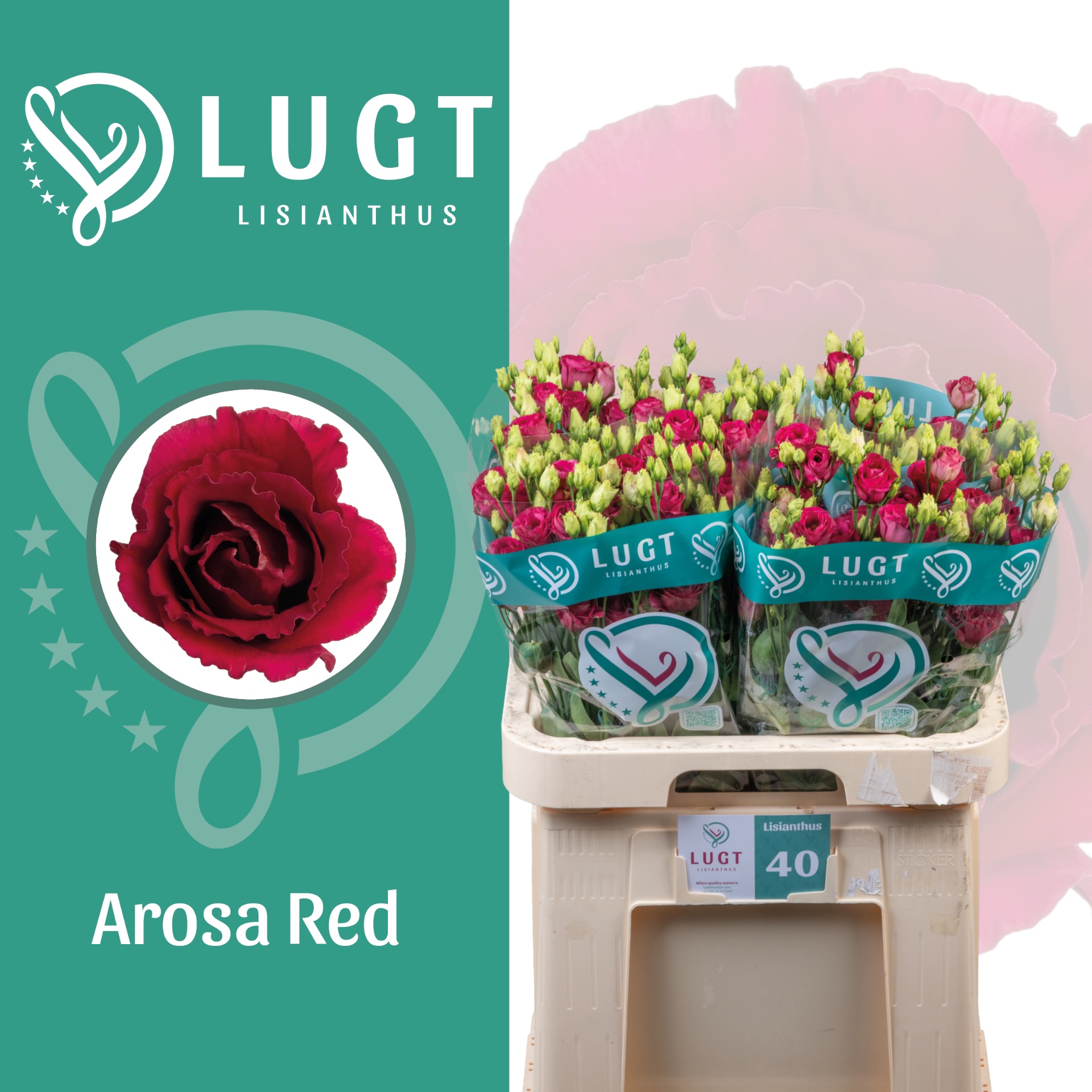 Eus G Arosa Red 70L.cm 55+knop 23bloei