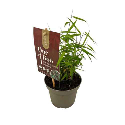 Fargesia 'Red Dragon' One Boo P10 Plant Select