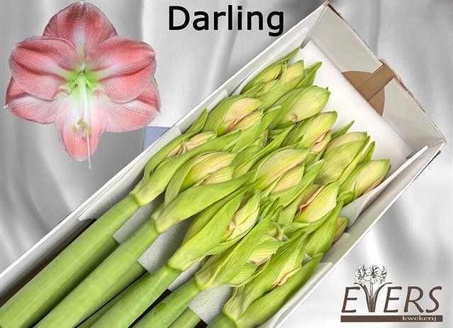 Hippeastrum Darling 4bl