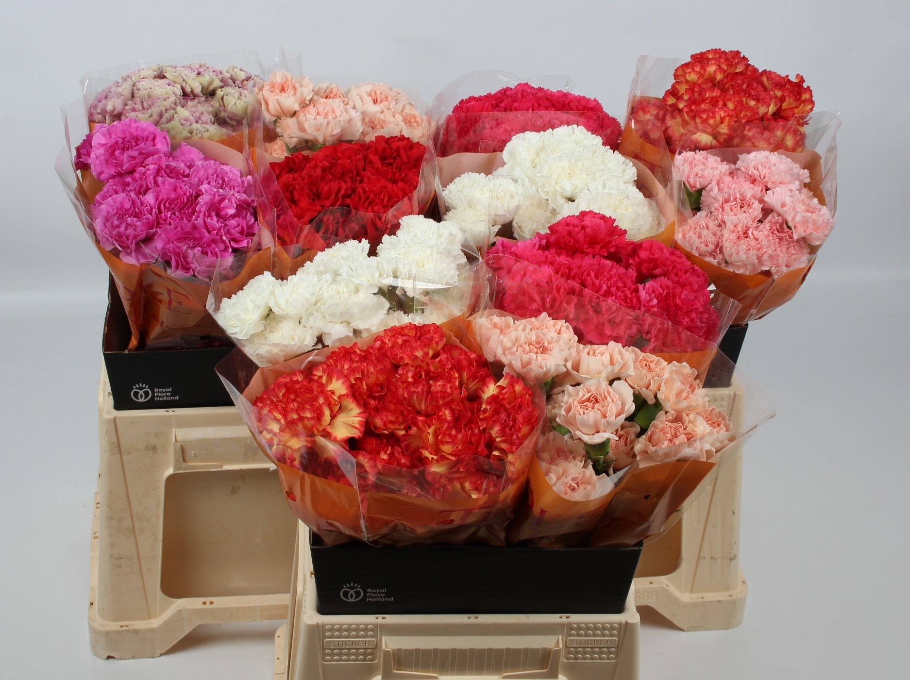 Dianthus St Mixed 40cm