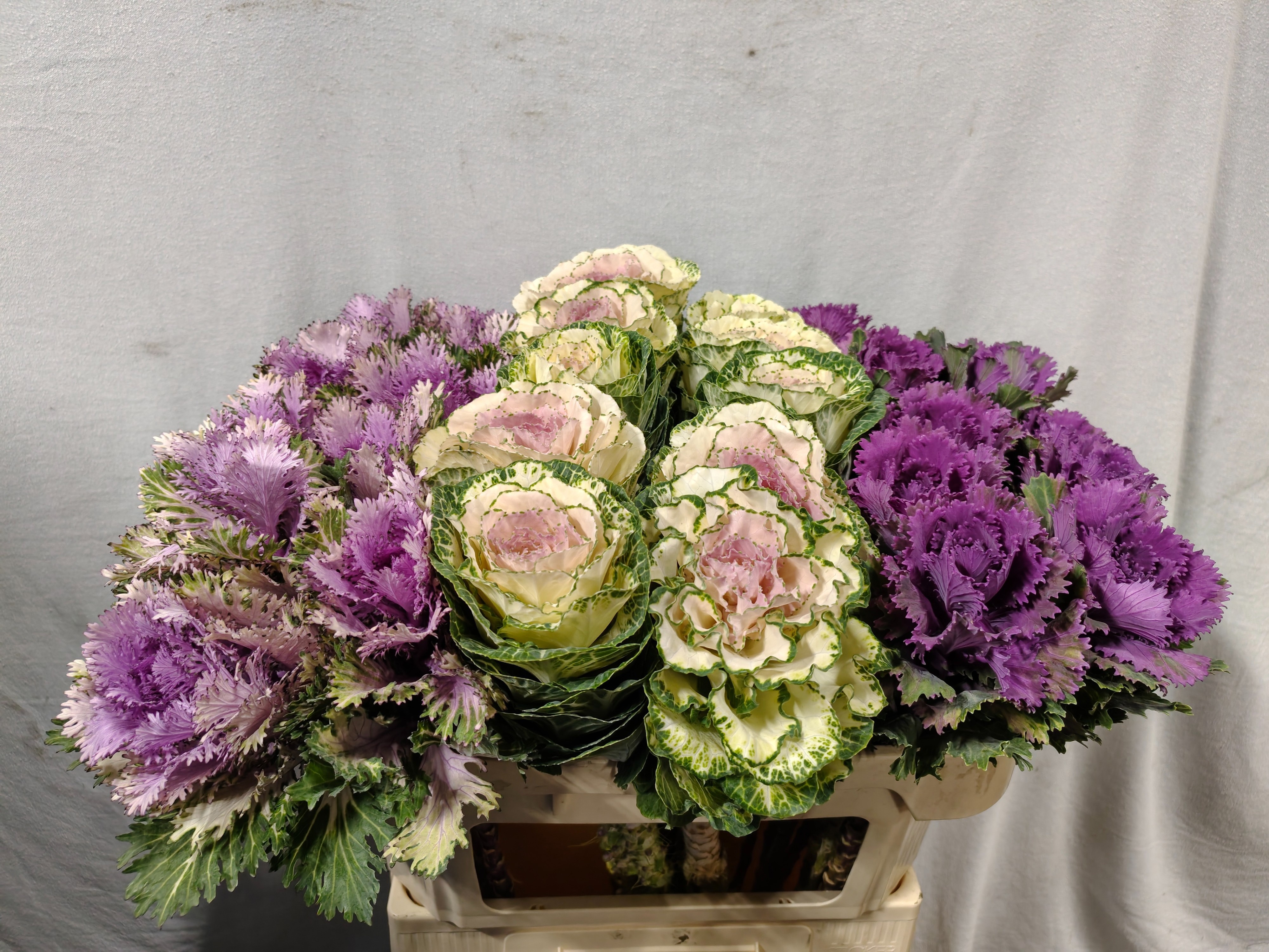 Brassica Assorted 70cm
