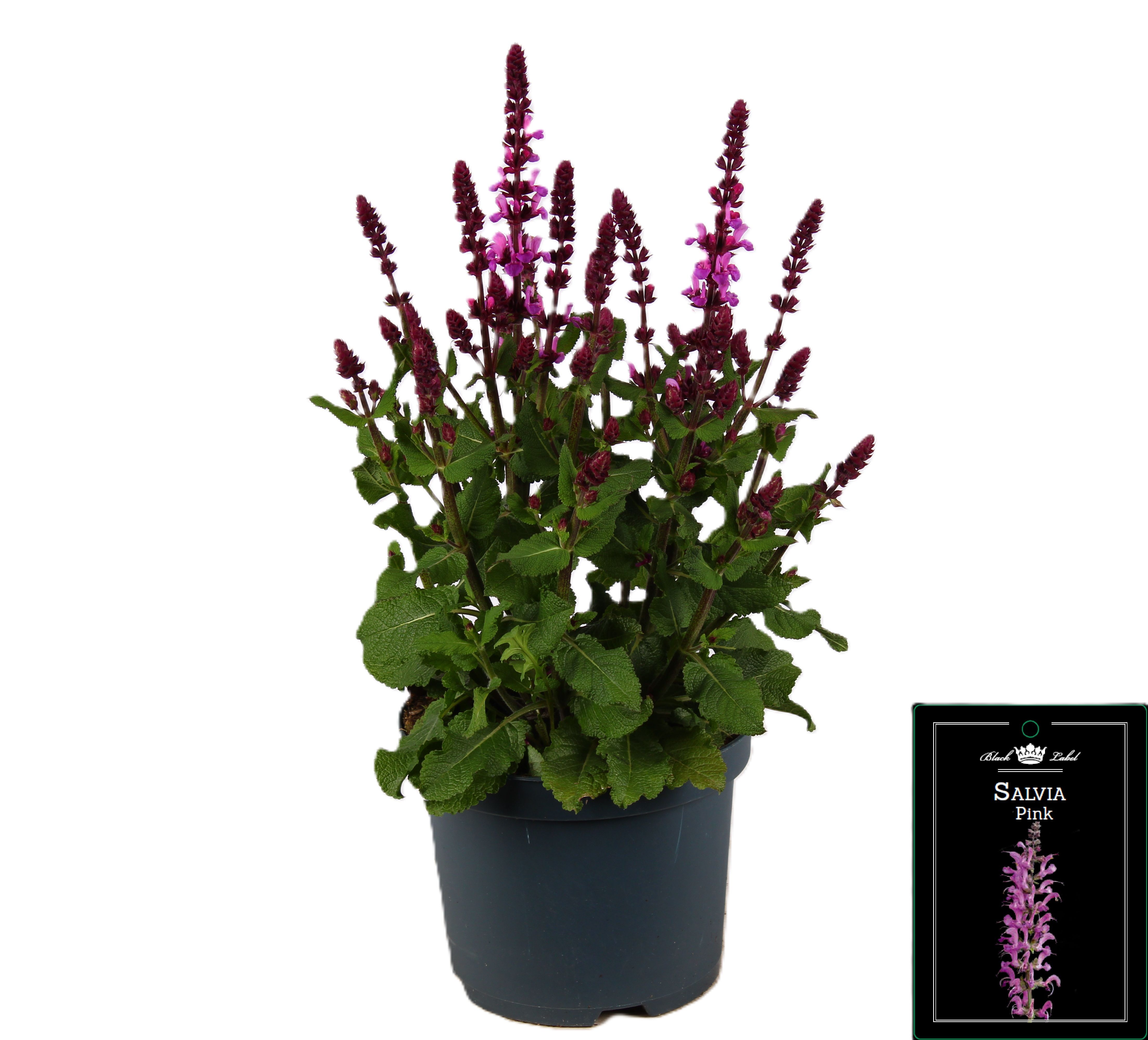 Picture of Salvia fashionista Pink