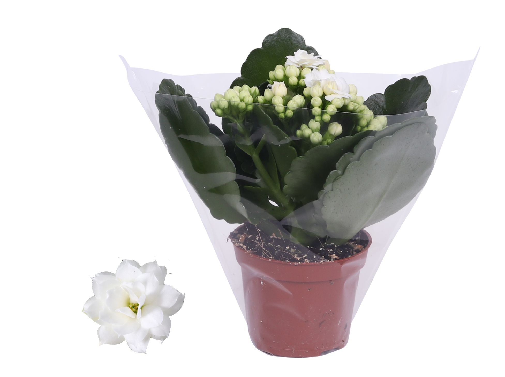 Kalanchoe Rosalina Don Dione wit, Blanco hoes