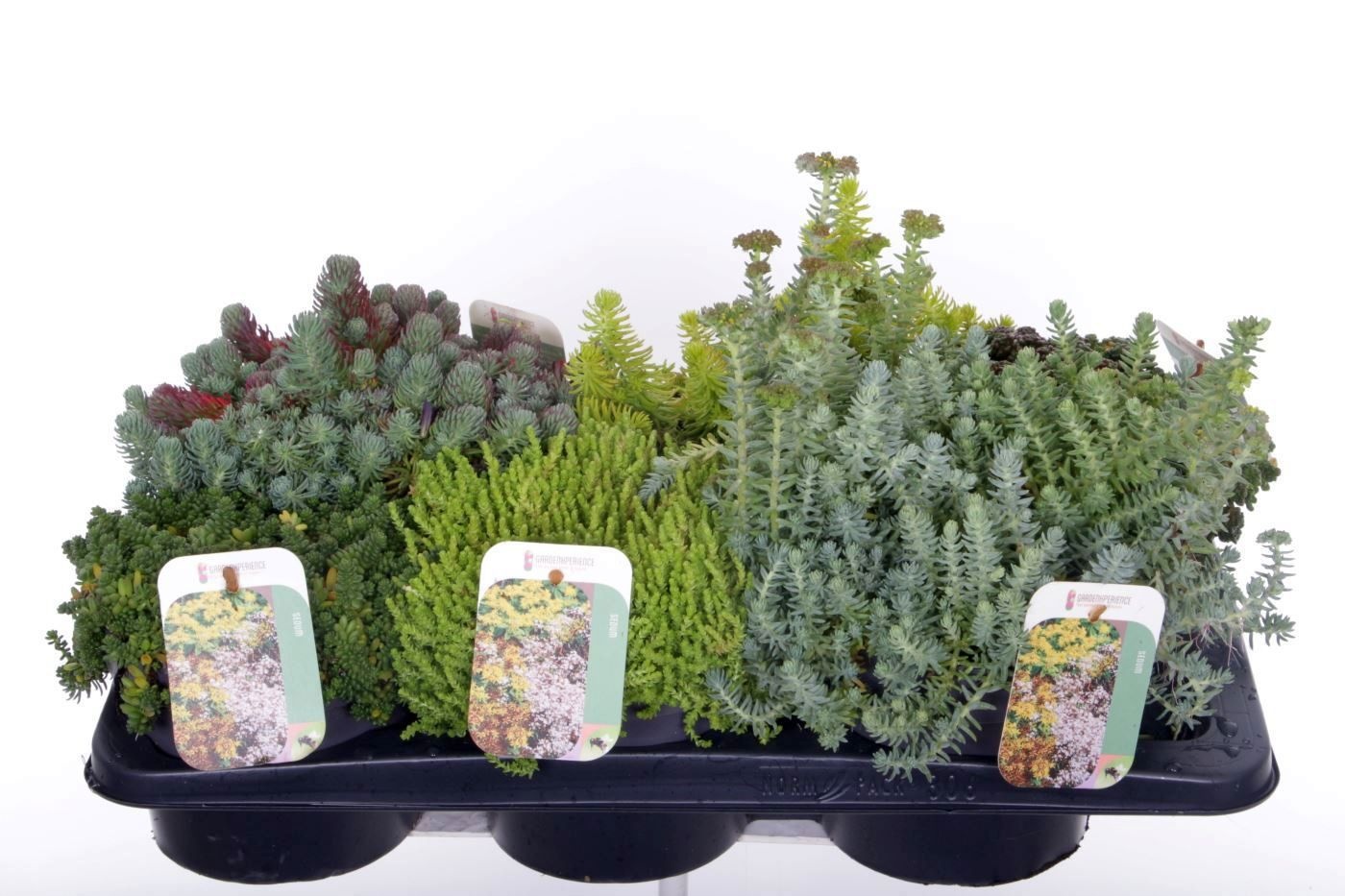 Sedum Ov 17P 25H
