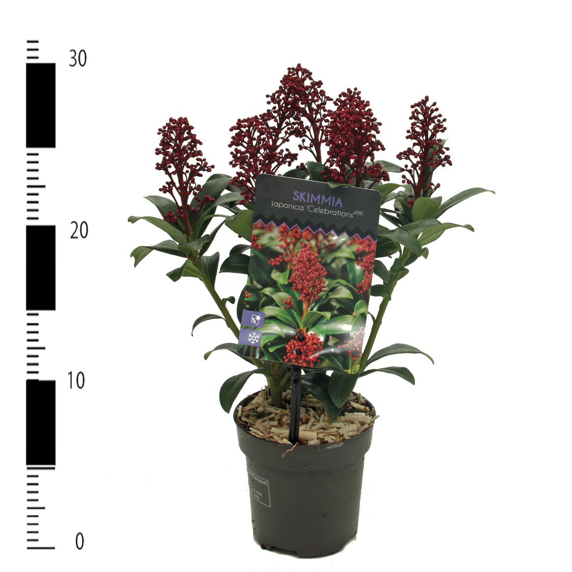 Picture of Skimmia japonica 'Celebrations'