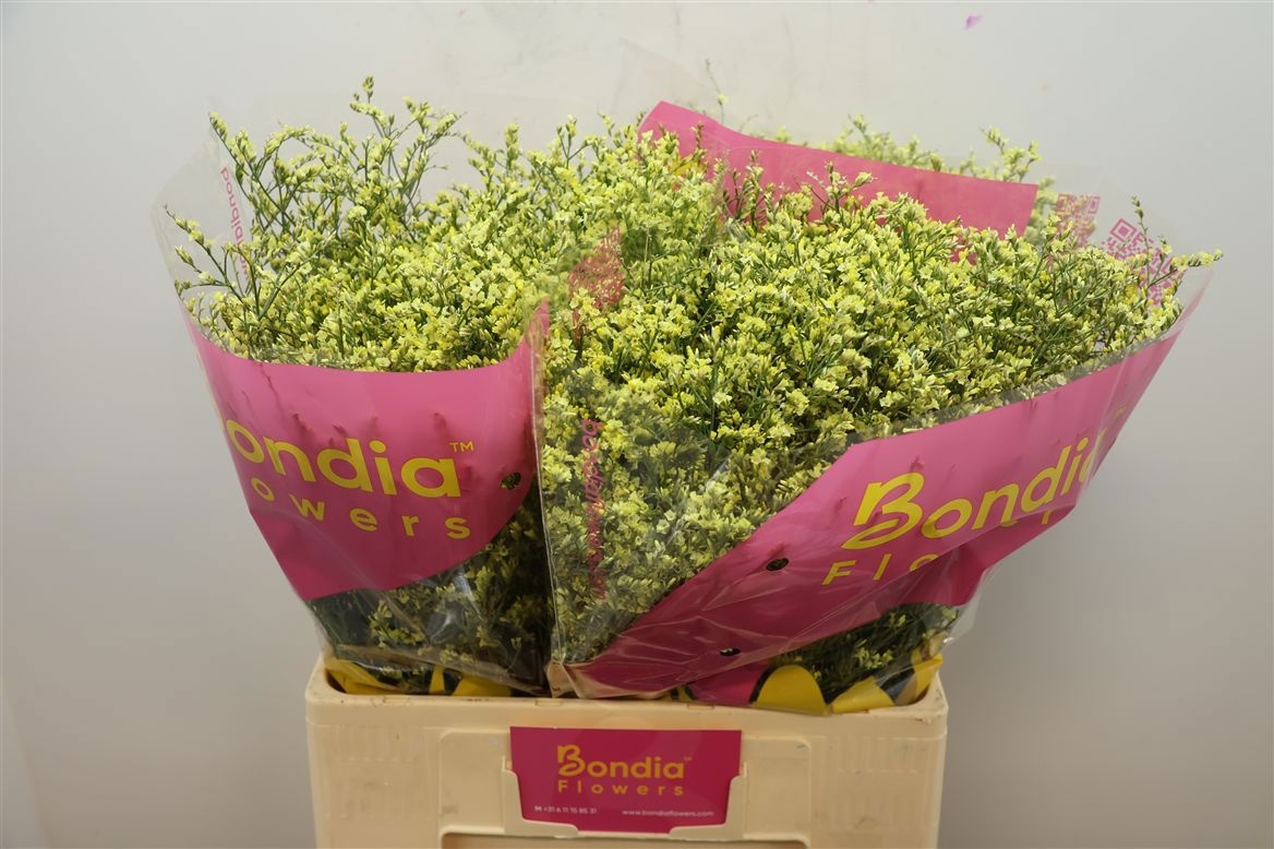Limonium Sin China Summer 60cm 20gram