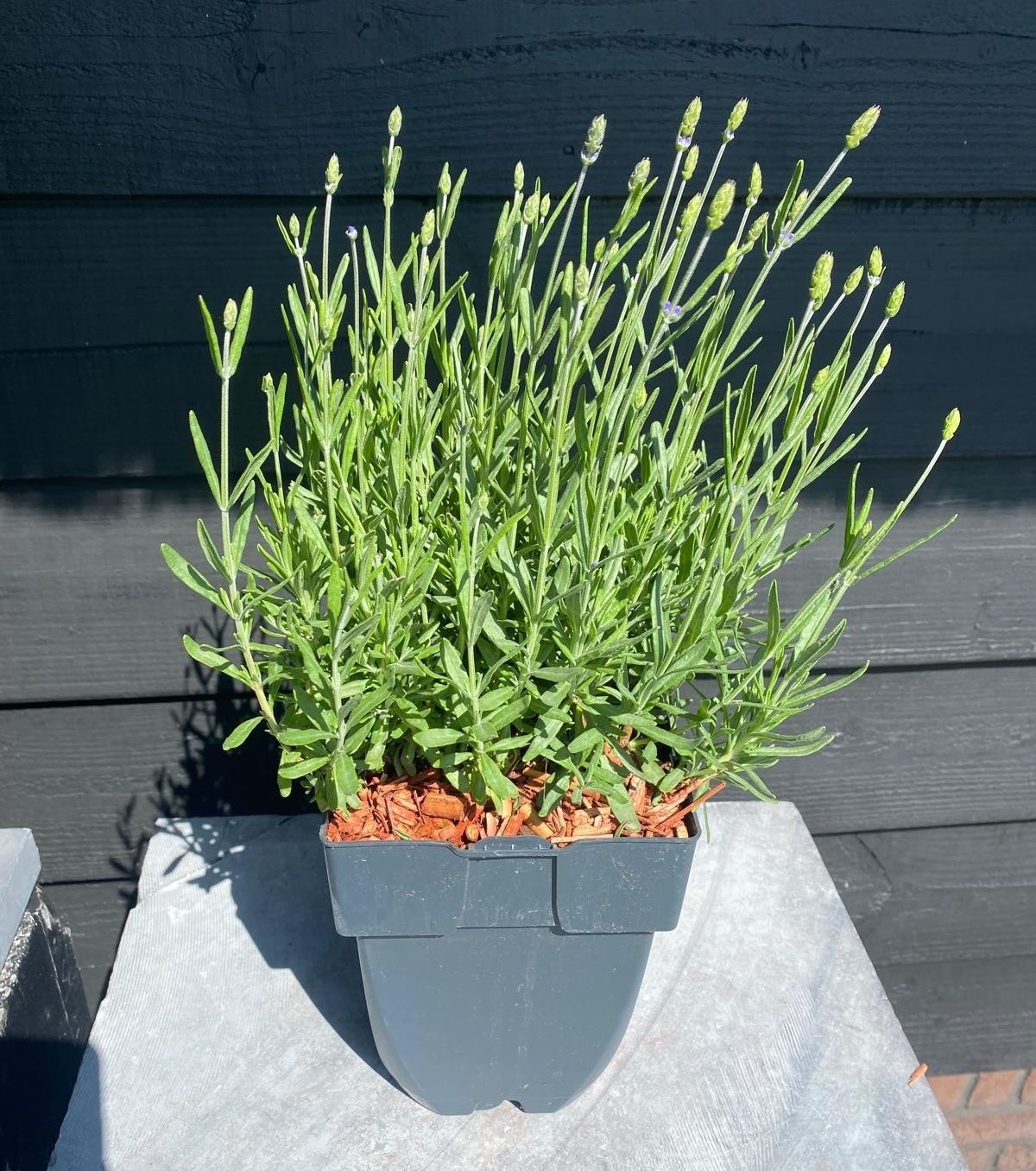 Picture of Lavandula angustifolia 'Hidcote' P17